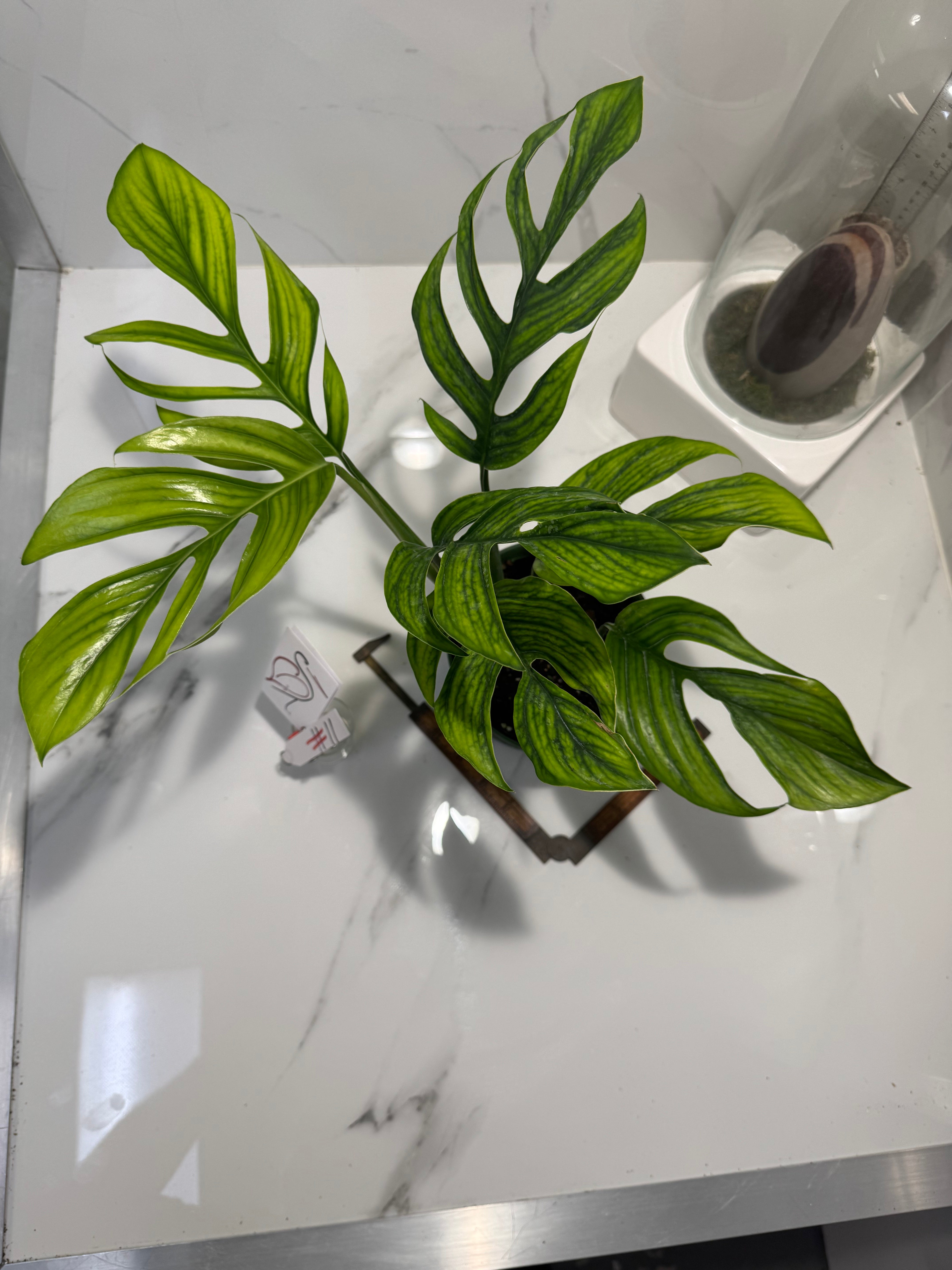 Monstera pinnatipartita “Dark Form Colombian” #11 — Mature Fenestrated Collector Aroid | Leaf Stork