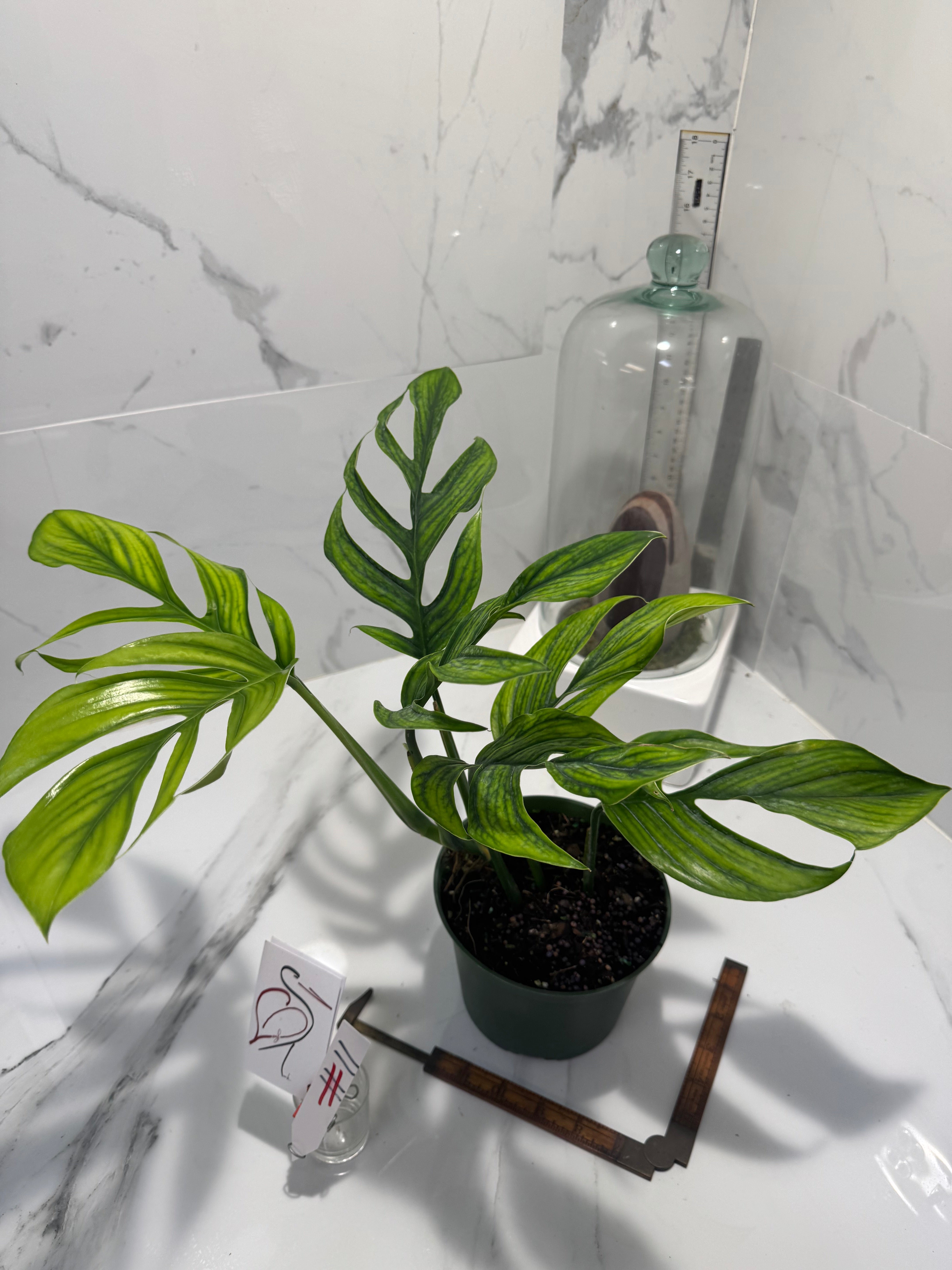 Monstera pinnatipartita “Dark Form Colombian” #11 — Mature Fenestrated Collector Aroid | Leaf Stork