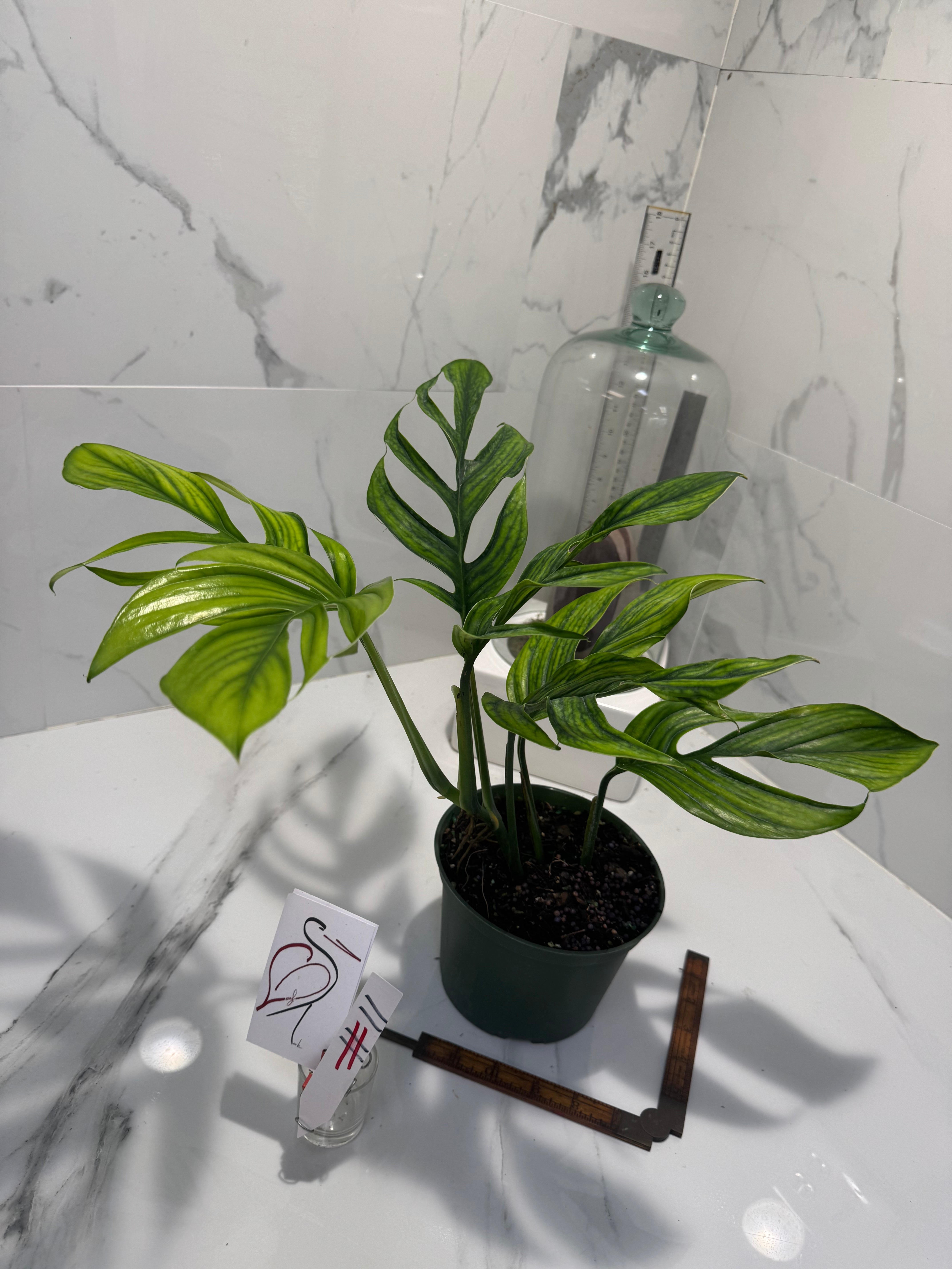 Monstera pinnatipartita “Dark Form Colombian” #11 — Mature Fenestrated Collector Aroid | Leaf Stork