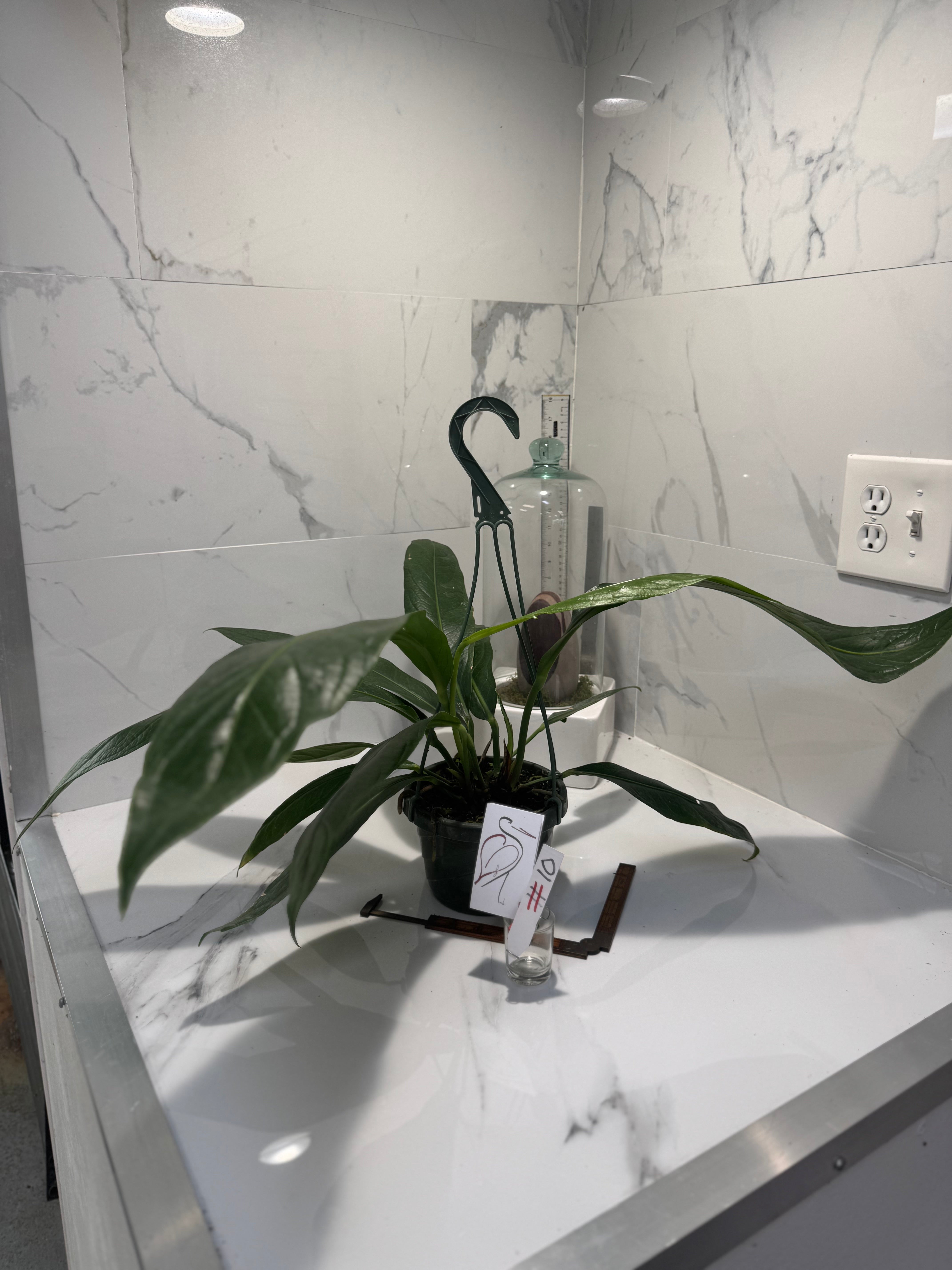 Anthurium “Big Bill” #10 — Giant Strap-Leaf Collector Aroid | Leaf Stork