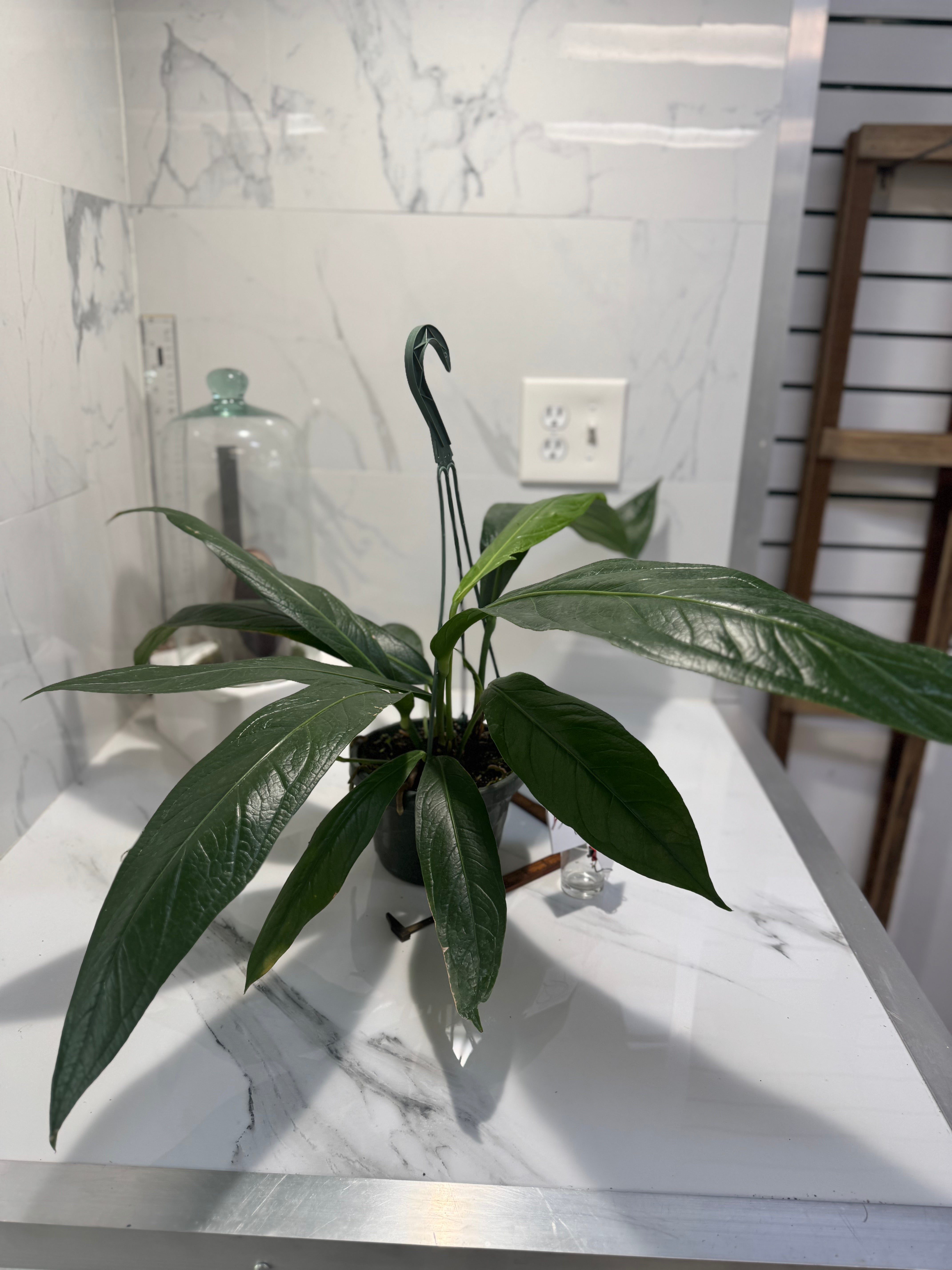 Anthurium “Big Bill” #10 — Giant Strap-Leaf Collector Aroid | Leaf Stork