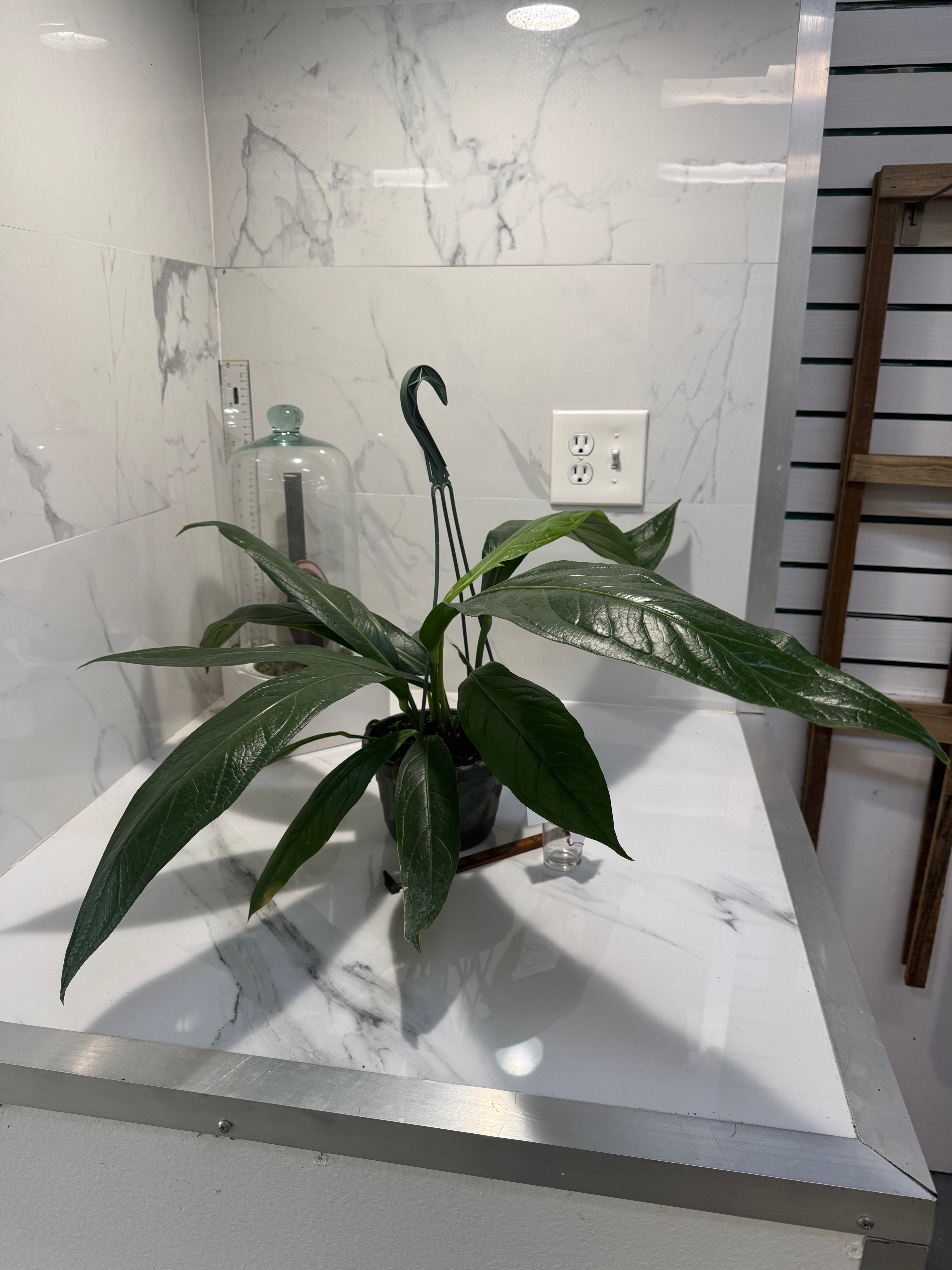 Anthurium “Big Bill” #10 — Giant Strap-Leaf Collector Aroid | Leaf Stork