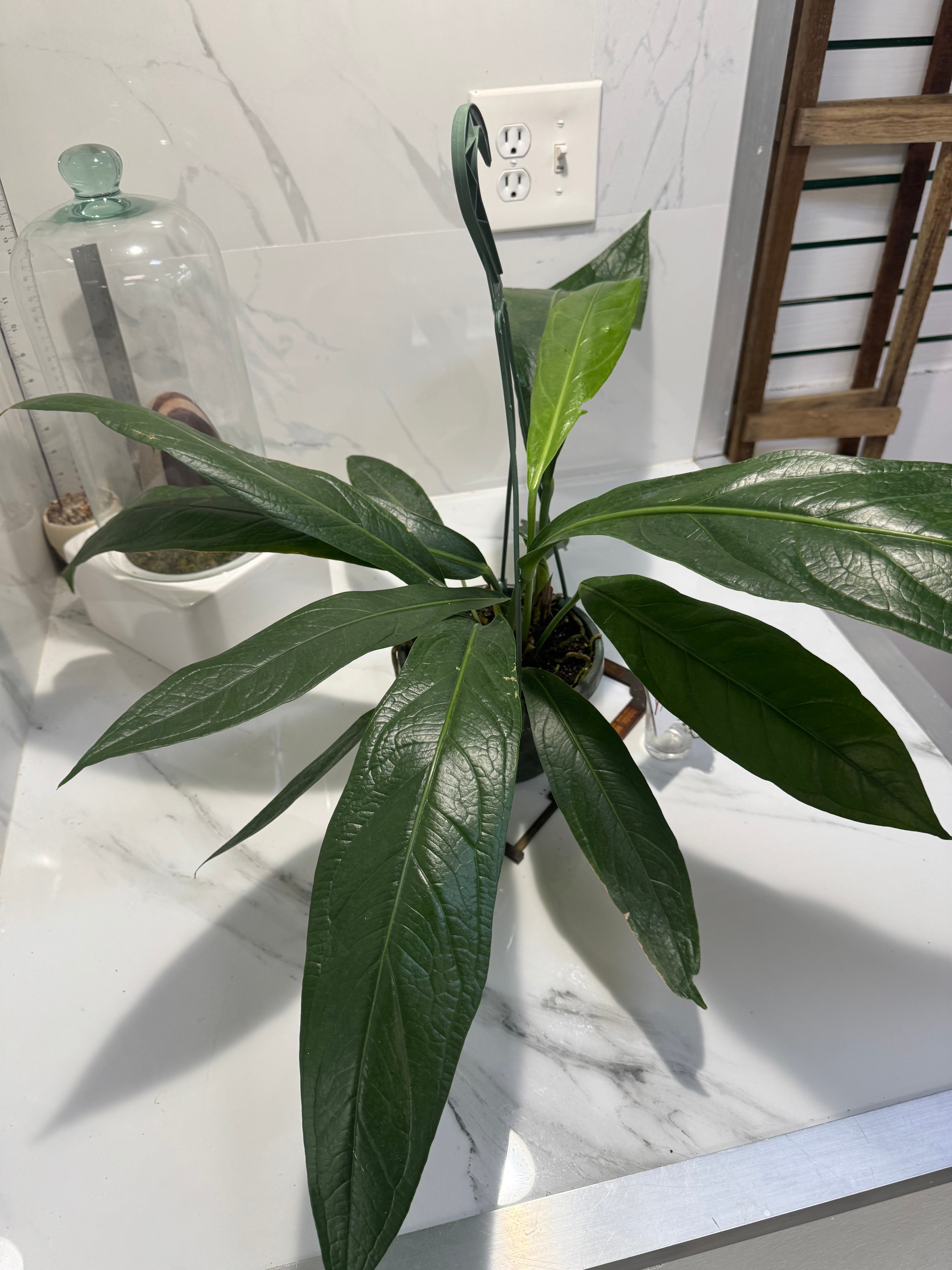 Anthurium “Big Bill” #10 — Giant Strap-Leaf Collector Aroid | Leaf Stork