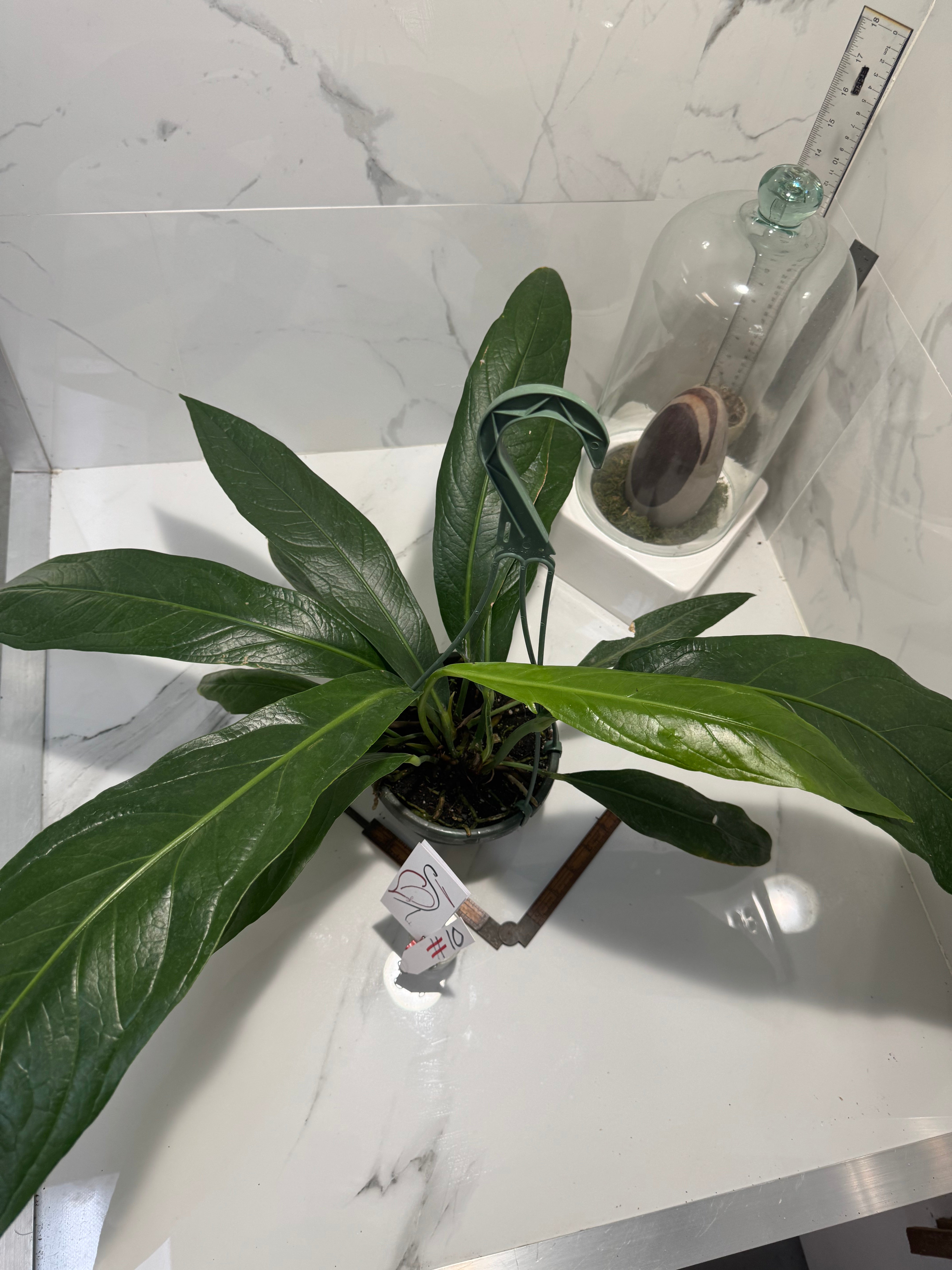 Anthurium “Big Bill” #10 — Giant Strap-Leaf Collector Aroid | Leaf Stork