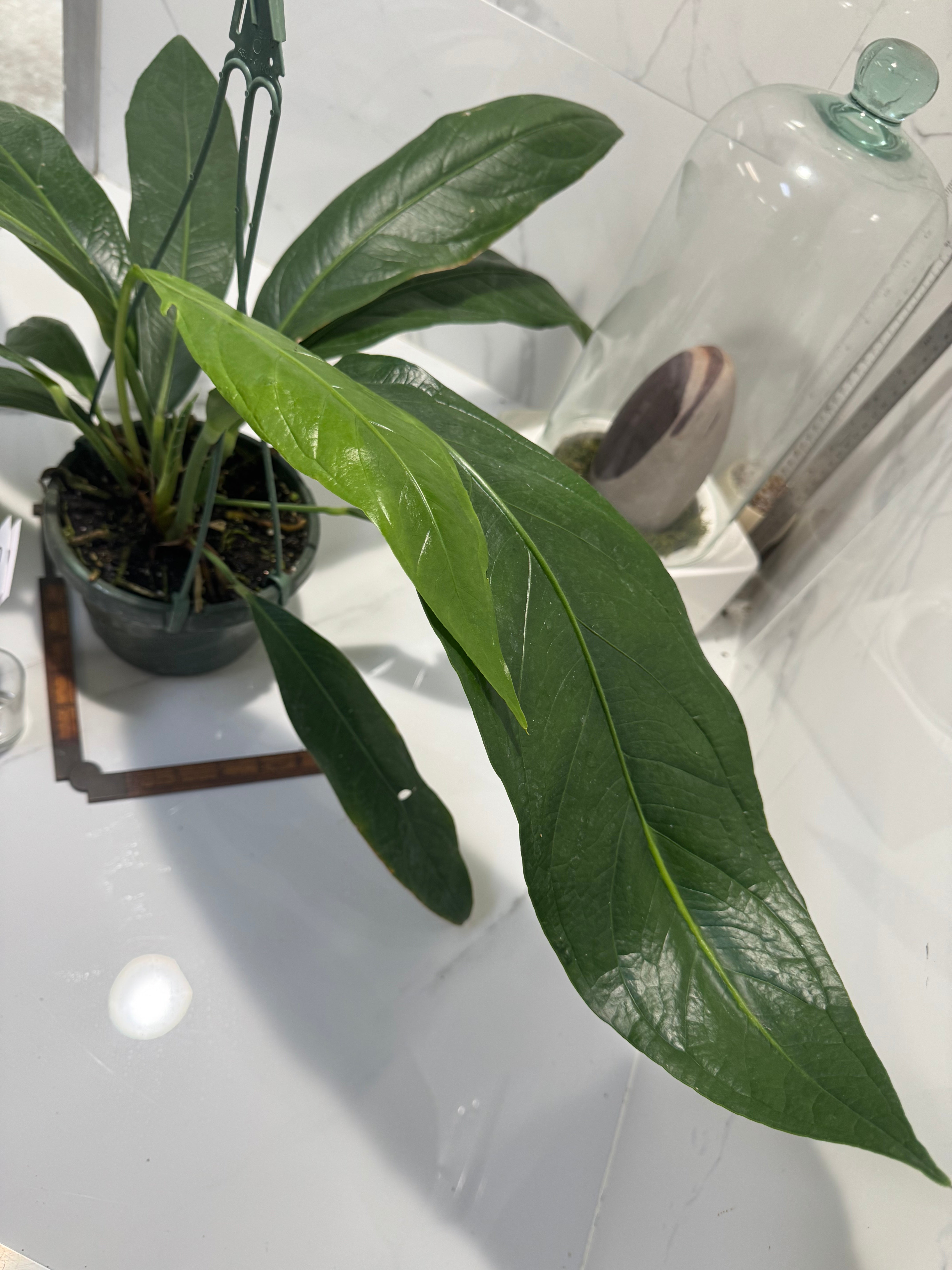 Anthurium “Big Bill” #10 — Giant Strap-Leaf Collector Aroid | Leaf Stork