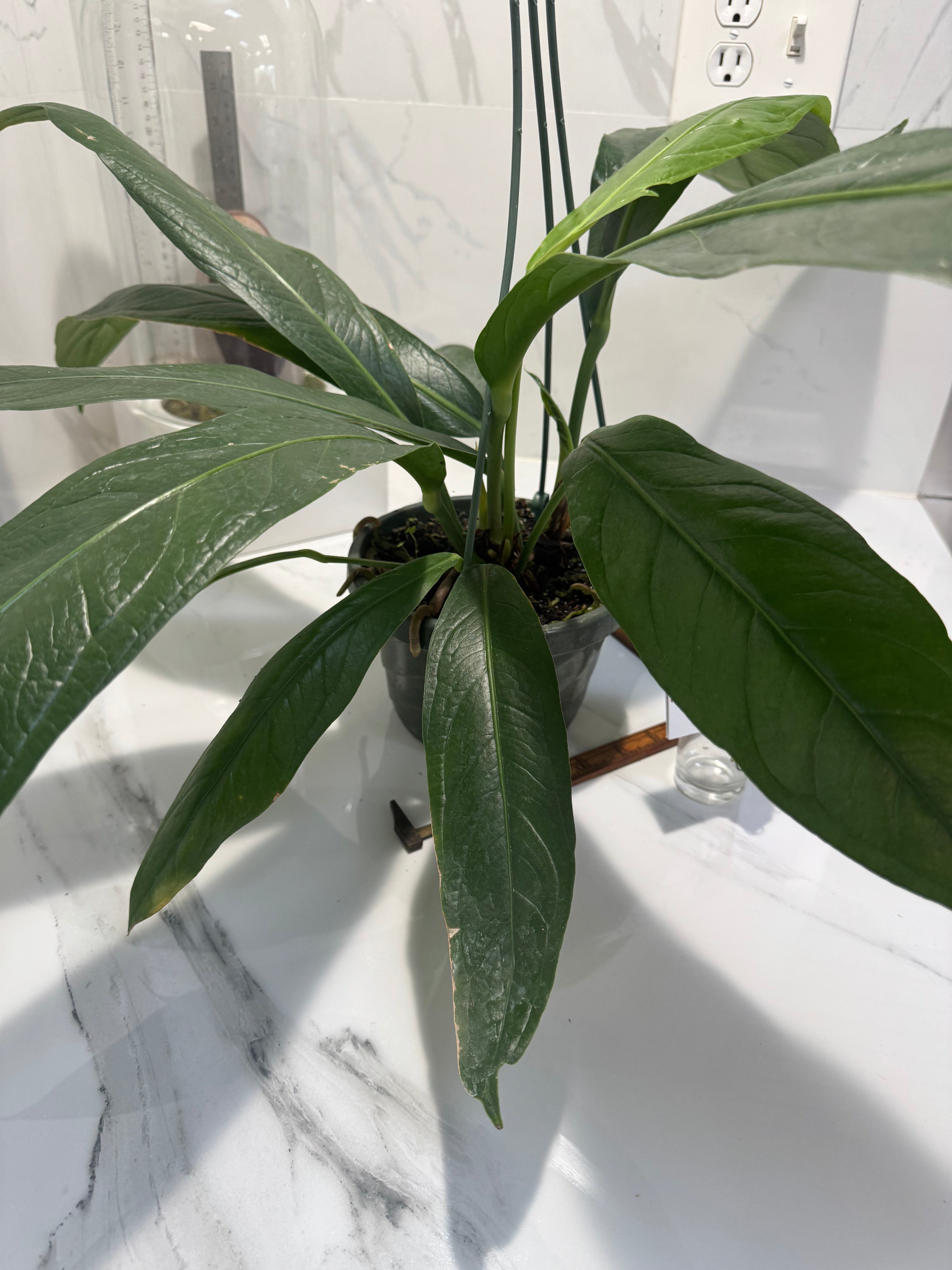 Anthurium “Big Bill” #10 — Giant Strap-Leaf Collector Aroid | Leaf Stork