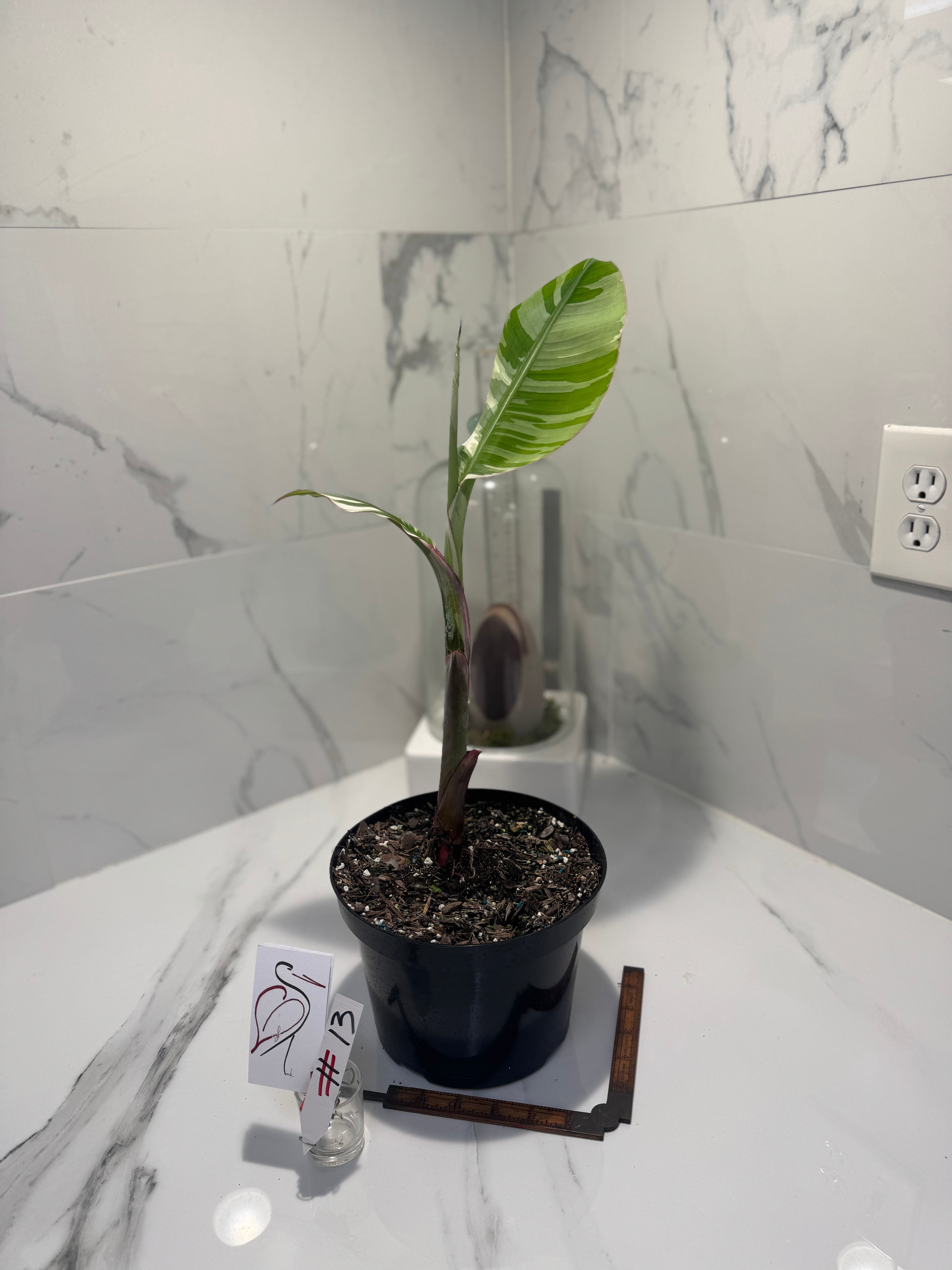 Florida Musa Variegated ‘Banana’ #13 — Rare Variegated Tropical Banana | Leaf Stork