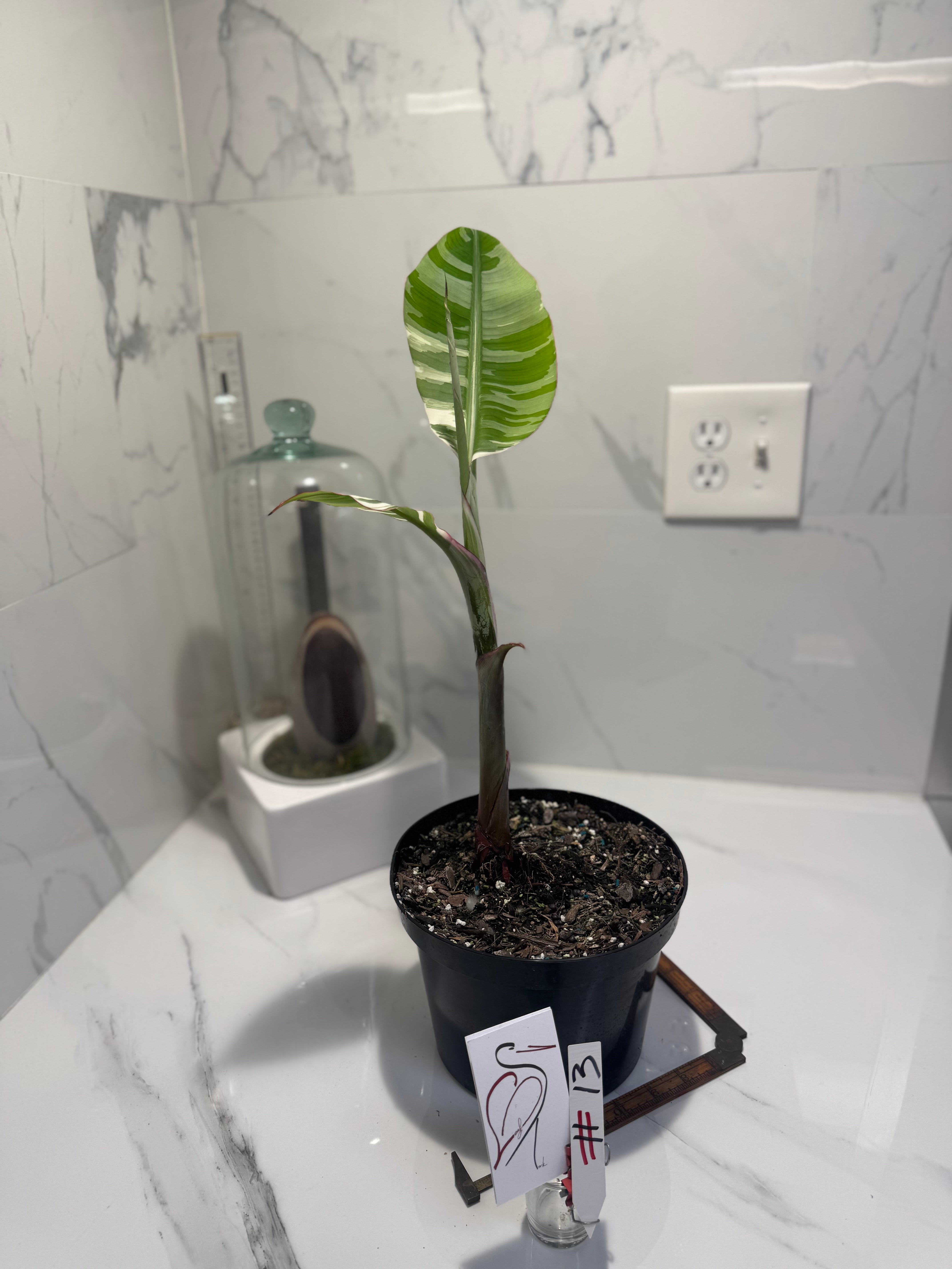 Florida Musa Variegated ‘Banana’ #13 — Rare Variegated Tropical Banana | Leaf Stork