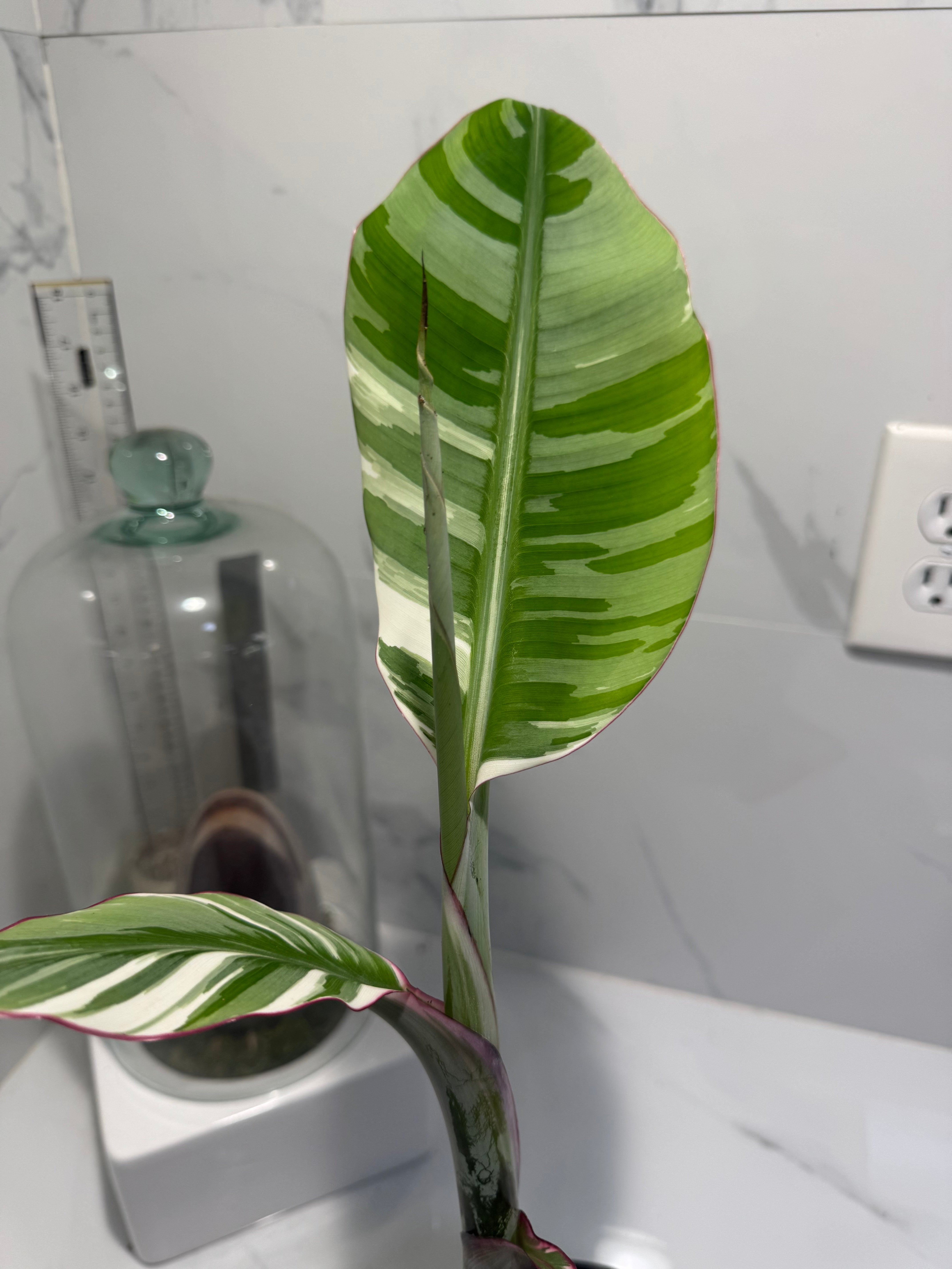 Florida Musa Variegated ‘Banana’ #13 — Rare Variegated Tropical Banana | Leaf Stork