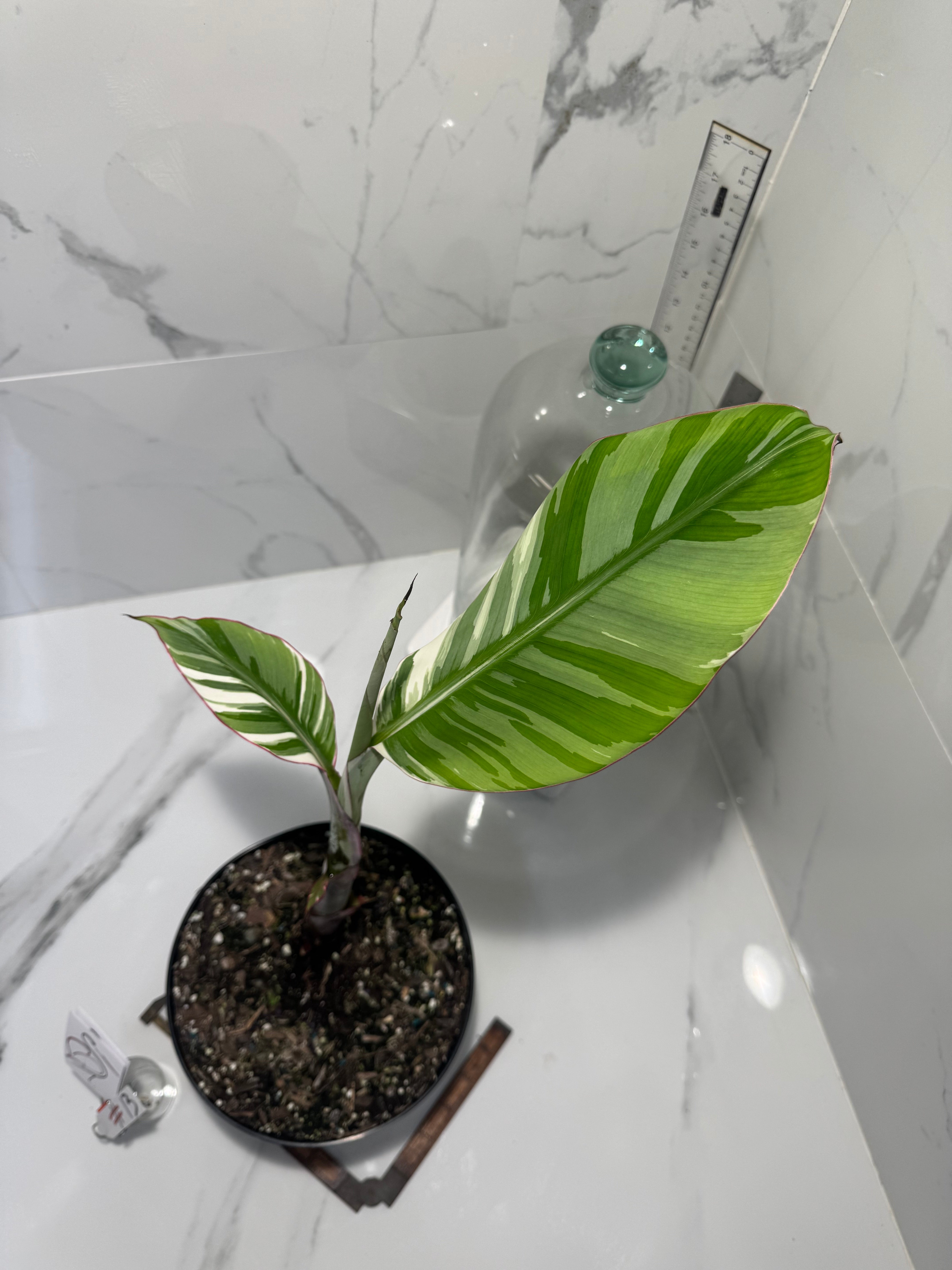 Florida Musa Variegated ‘Banana’ #13 — Rare Variegated Tropical Banana | Leaf Stork