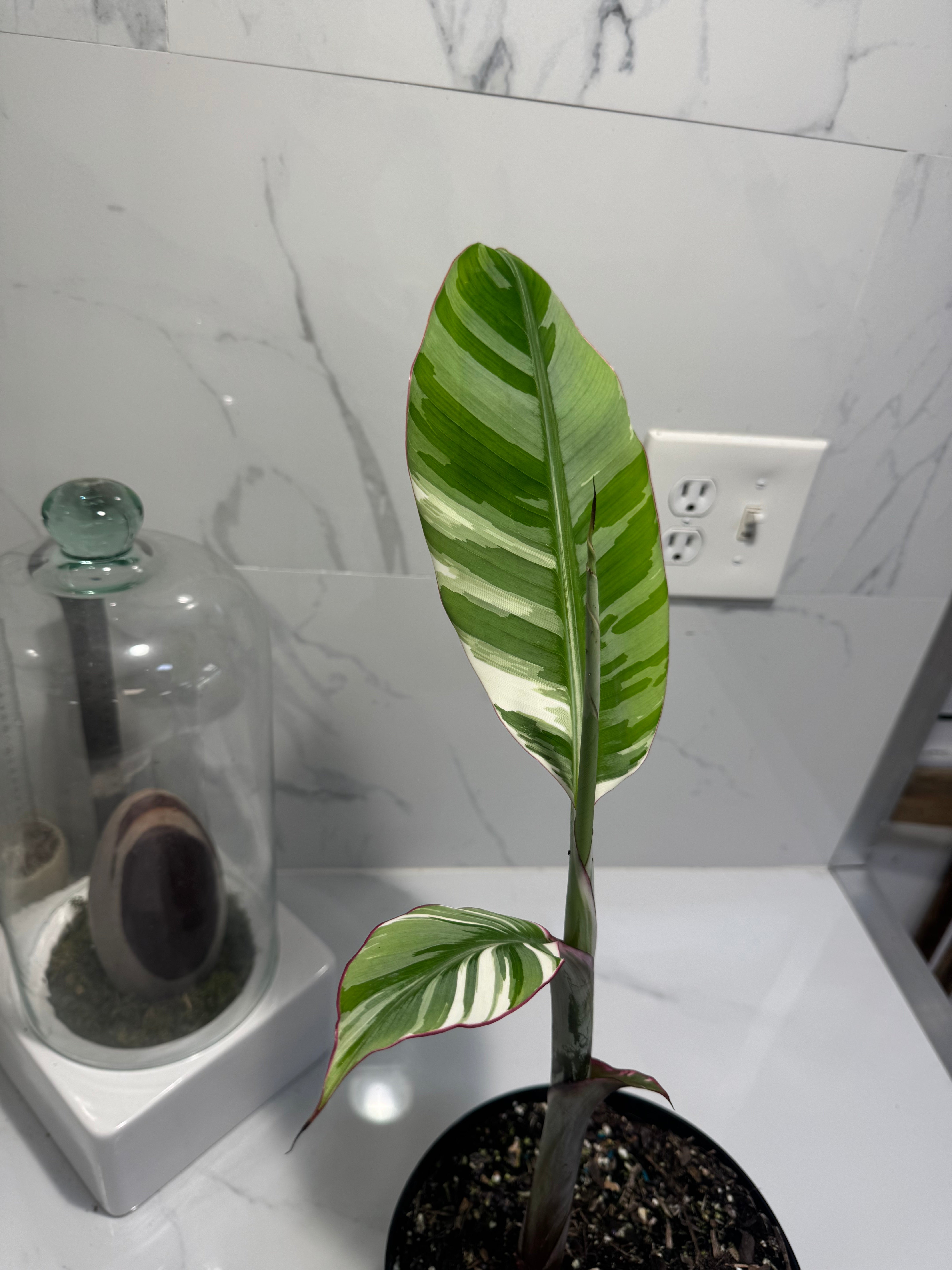 Florida Musa Variegated ‘Banana’ #13 — Rare Variegated Tropical Banana | Leaf Stork