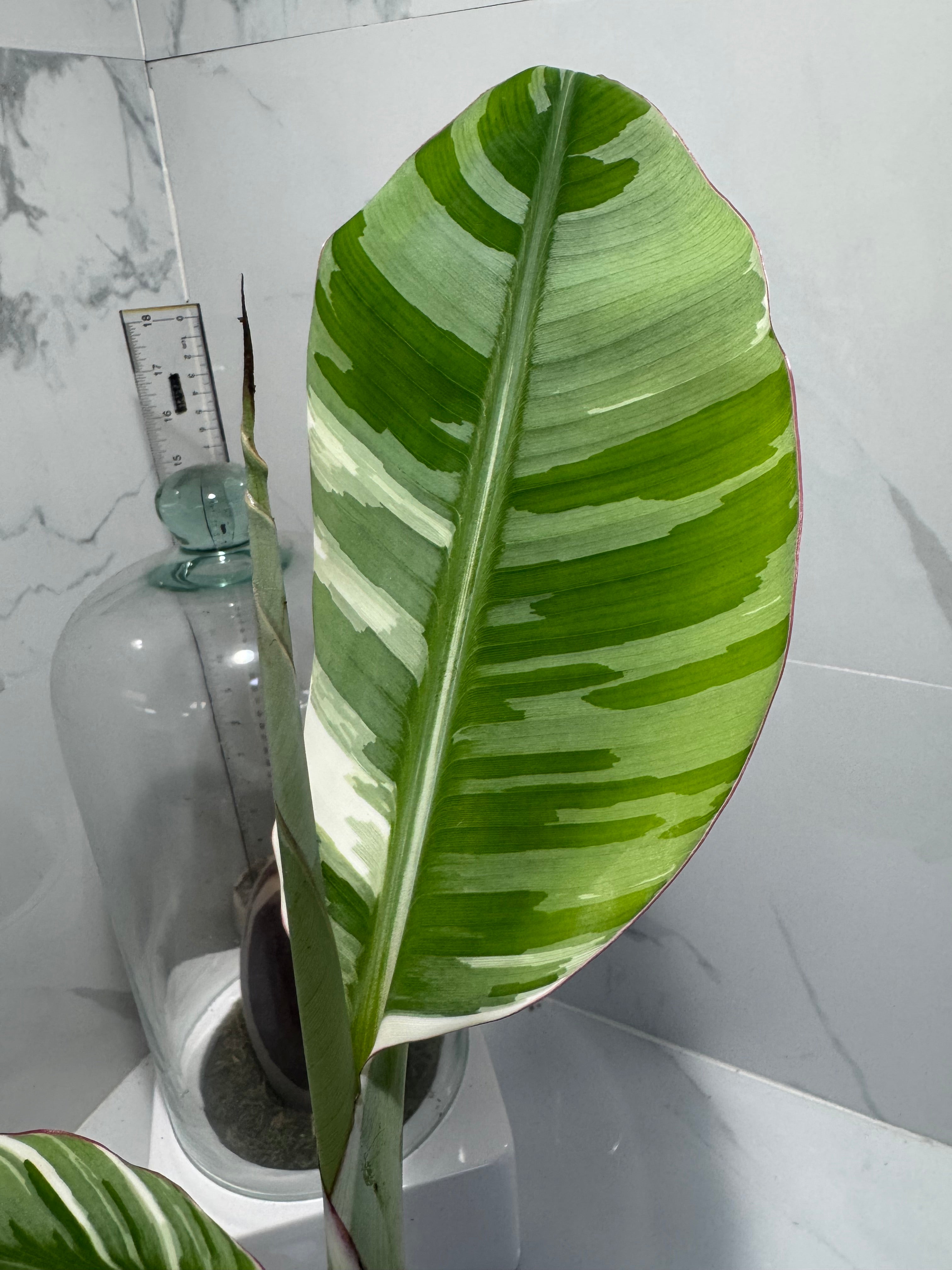 Florida Musa Variegated ‘Banana’ #13 — Rare Variegated Tropical Banana | Leaf Stork