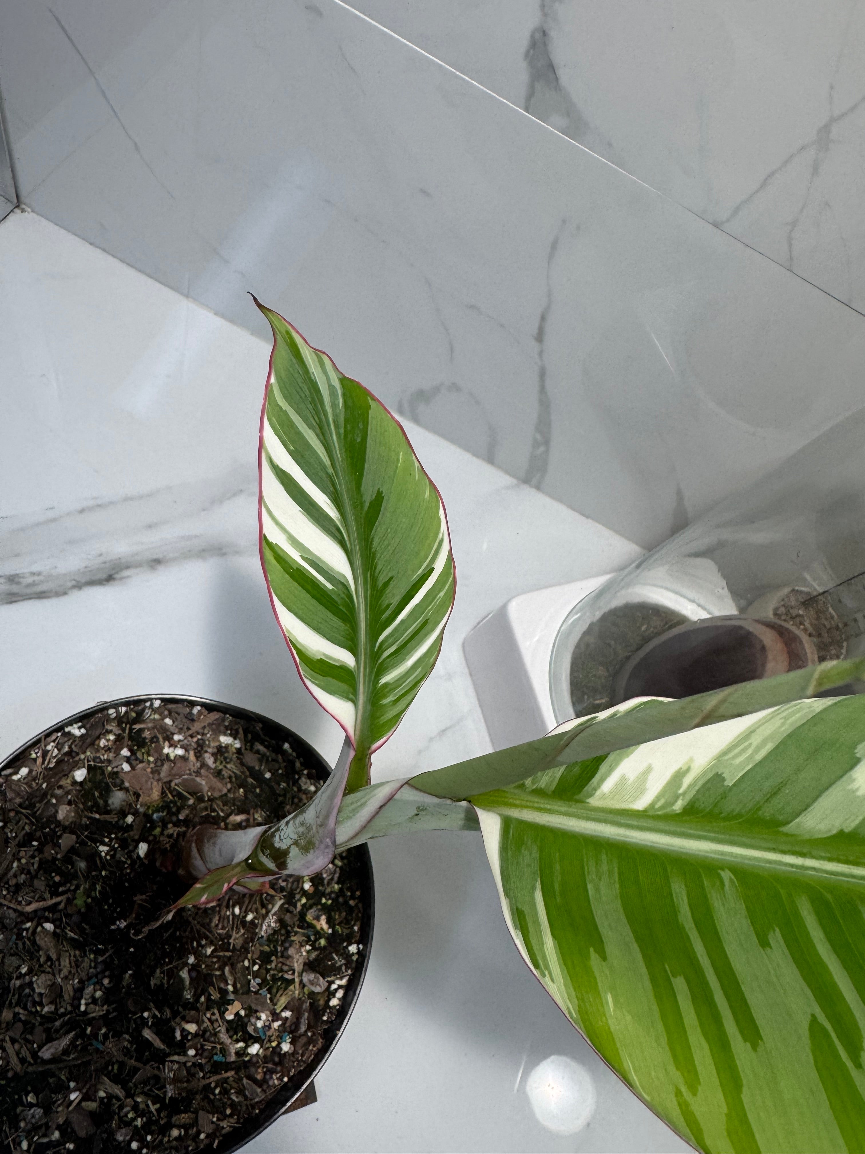 Florida Musa Variegated ‘Banana’ #13 — Rare Variegated Tropical Banana | Leaf Stork