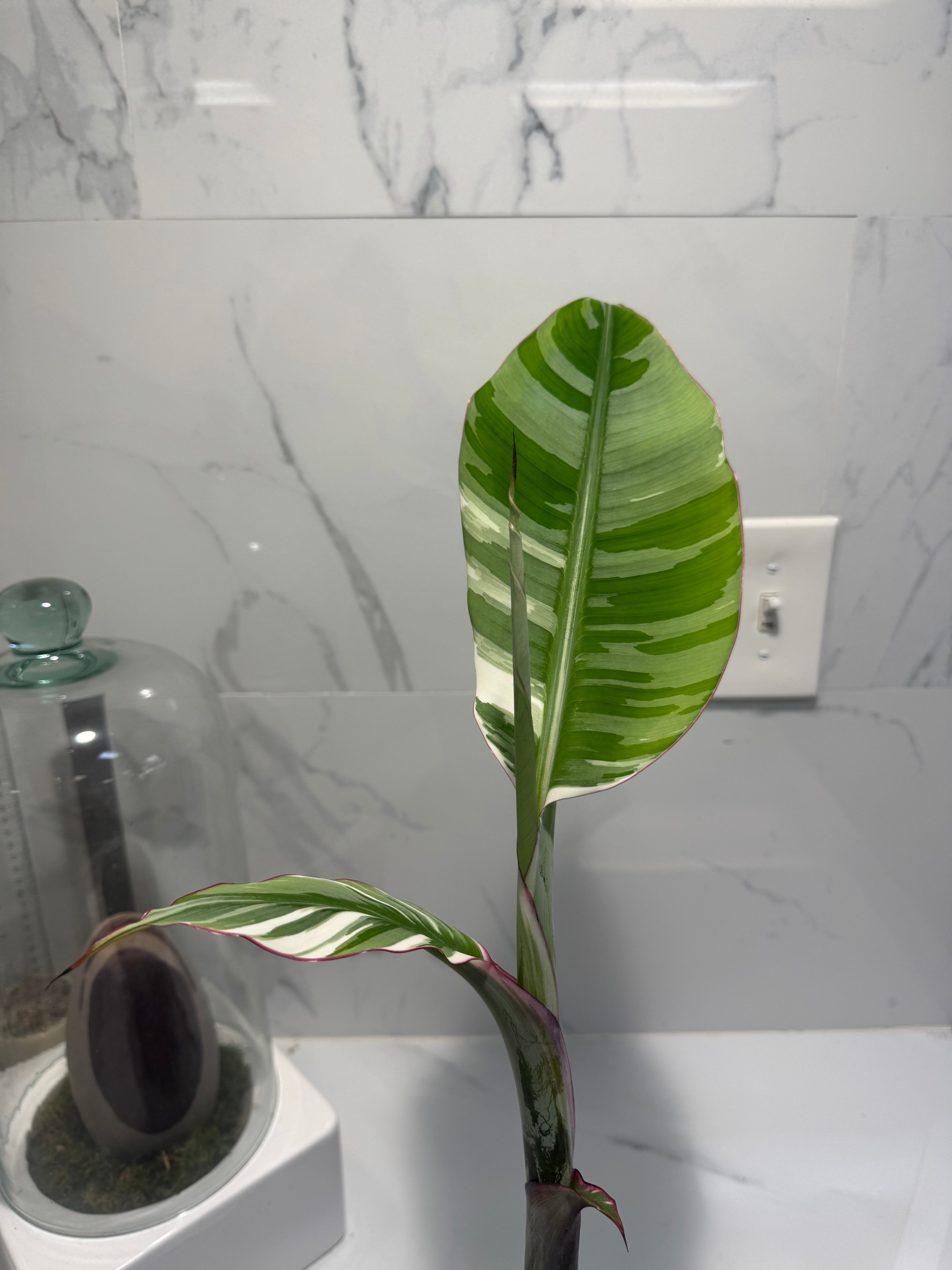 Florida Musa Variegated ‘Banana’ #13 — Rare Variegated Tropical Banana | Leaf Stork