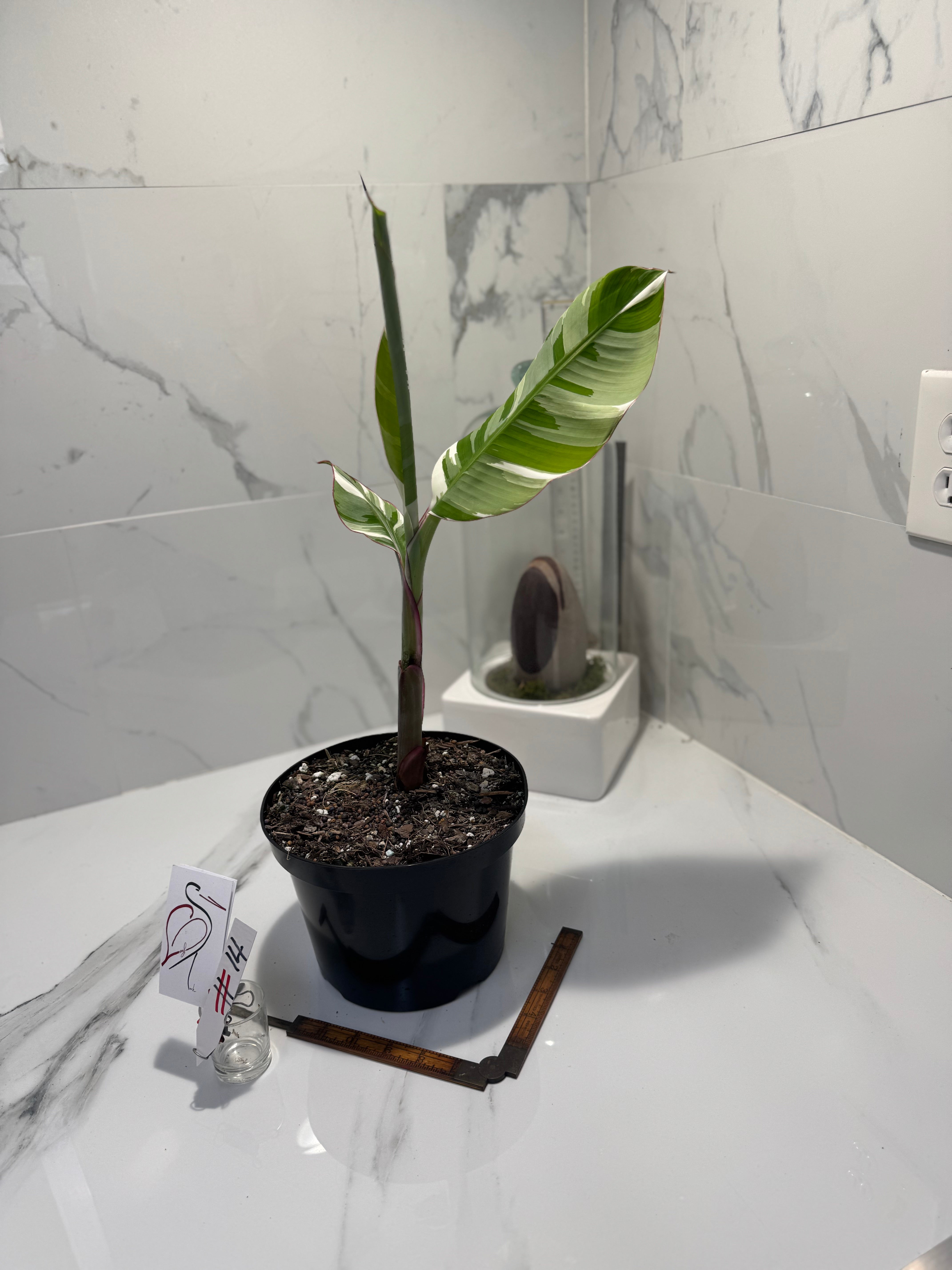 Florida Musa Variegated ‘Banana’ #14 — Rare Variegated Tropical Banana | Leaf Stork