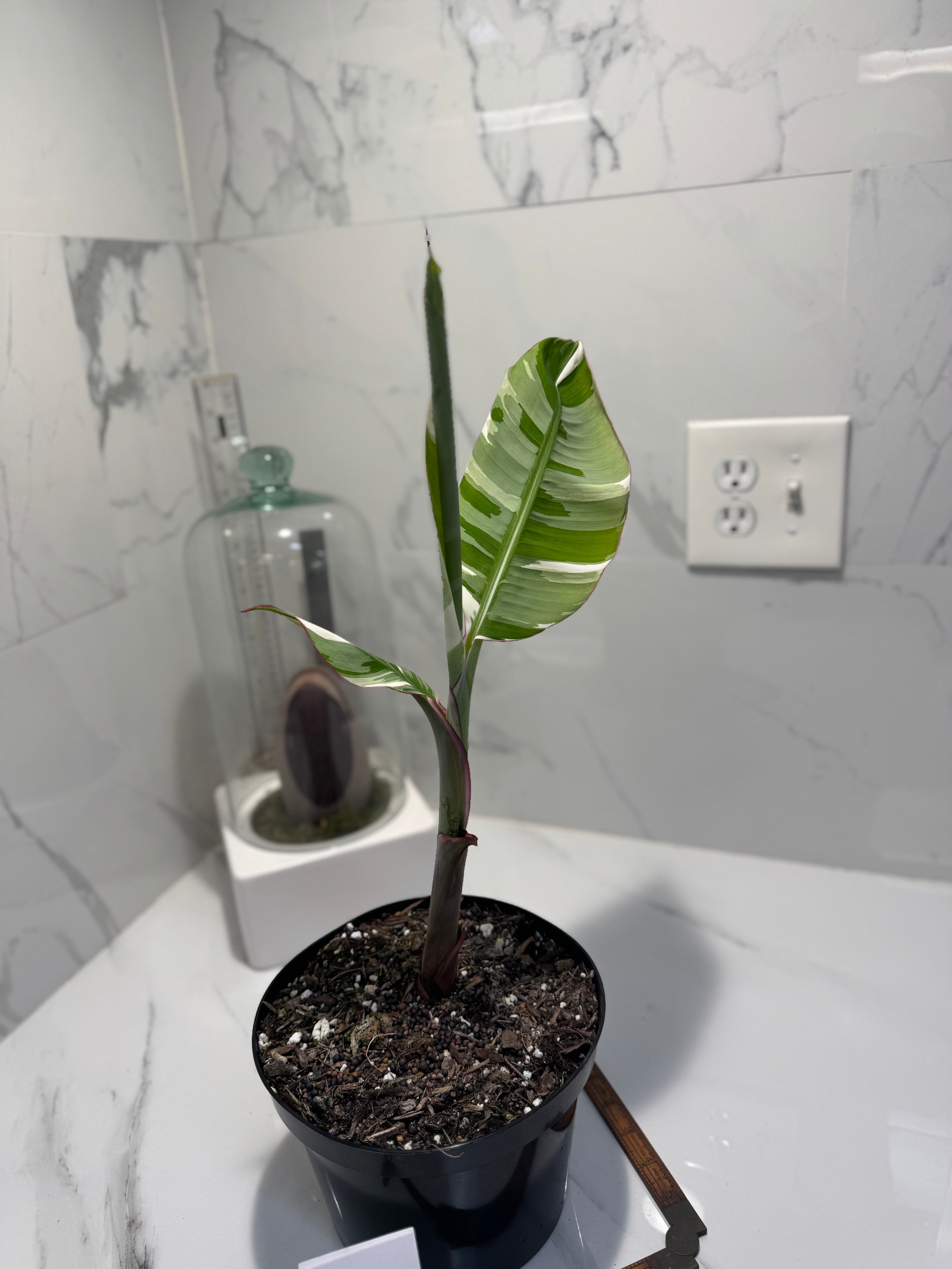 Florida Musa Variegated ‘Banana’ #14 — Rare Variegated Tropical Banana | Leaf Stork