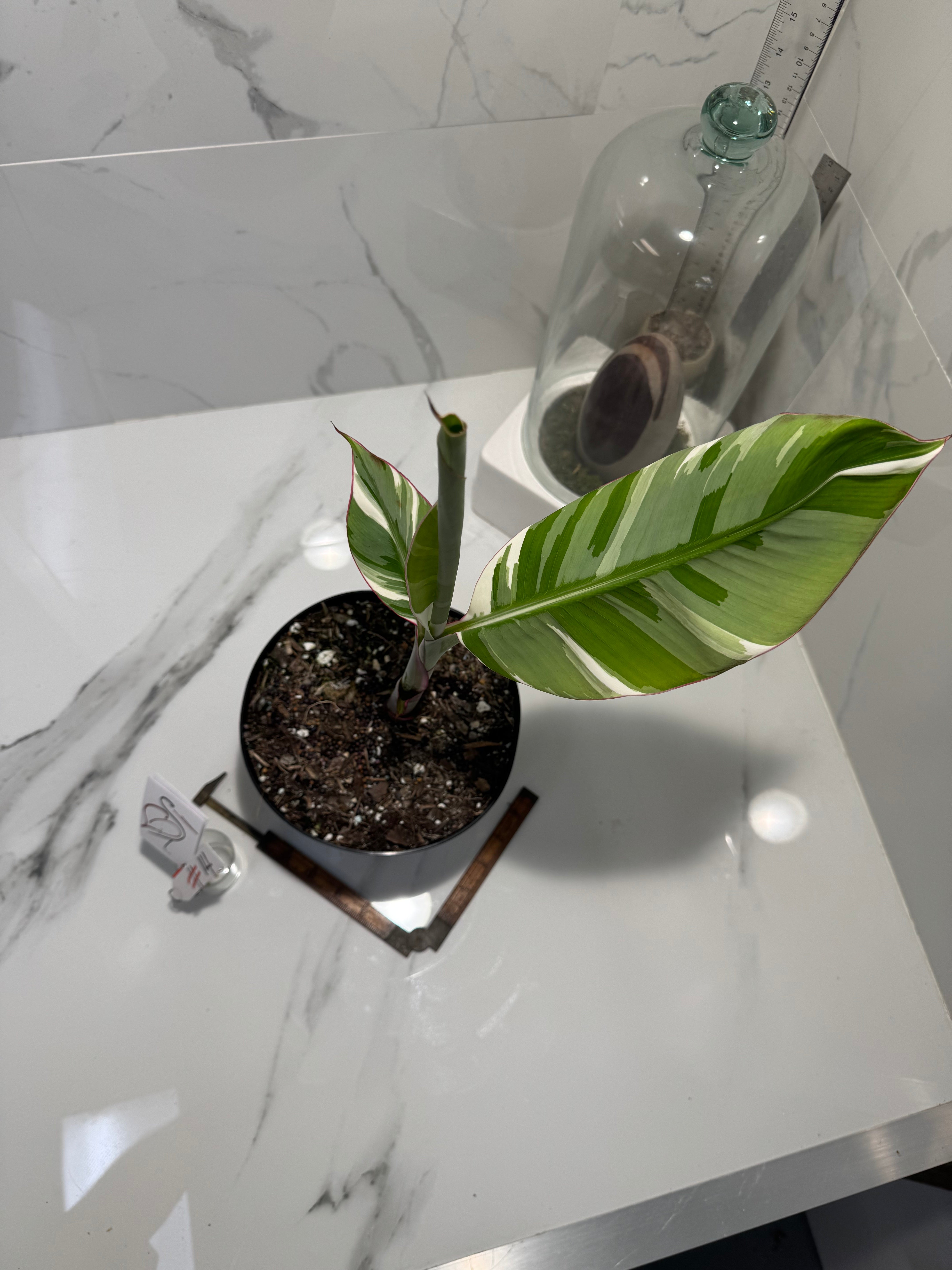 Florida Musa Variegated ‘Banana’ #14 — Rare Variegated Tropical Banana | Leaf Stork