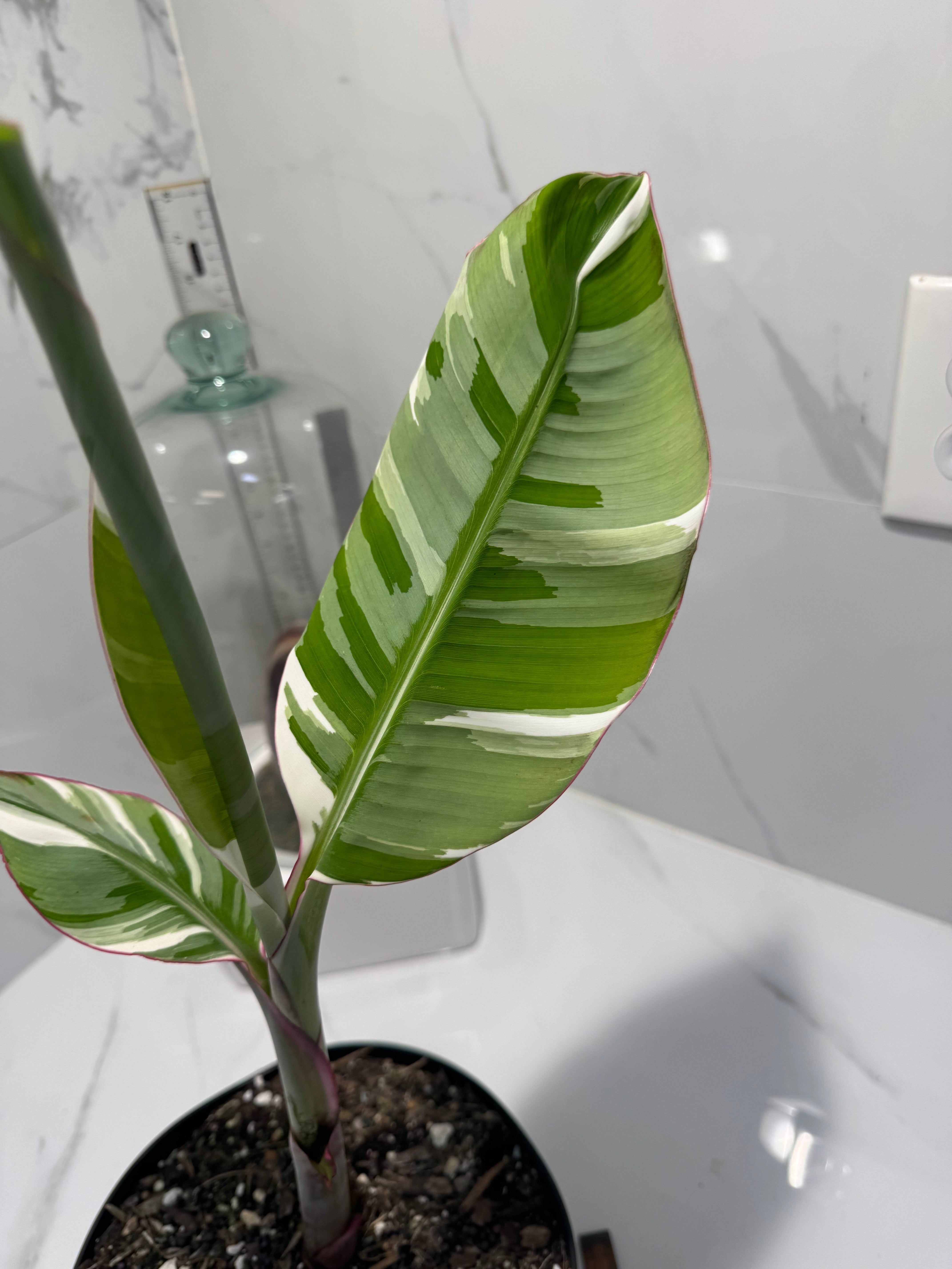 Florida Musa Variegated ‘Banana’ #14 — Rare Variegated Tropical Banana | Leaf Stork