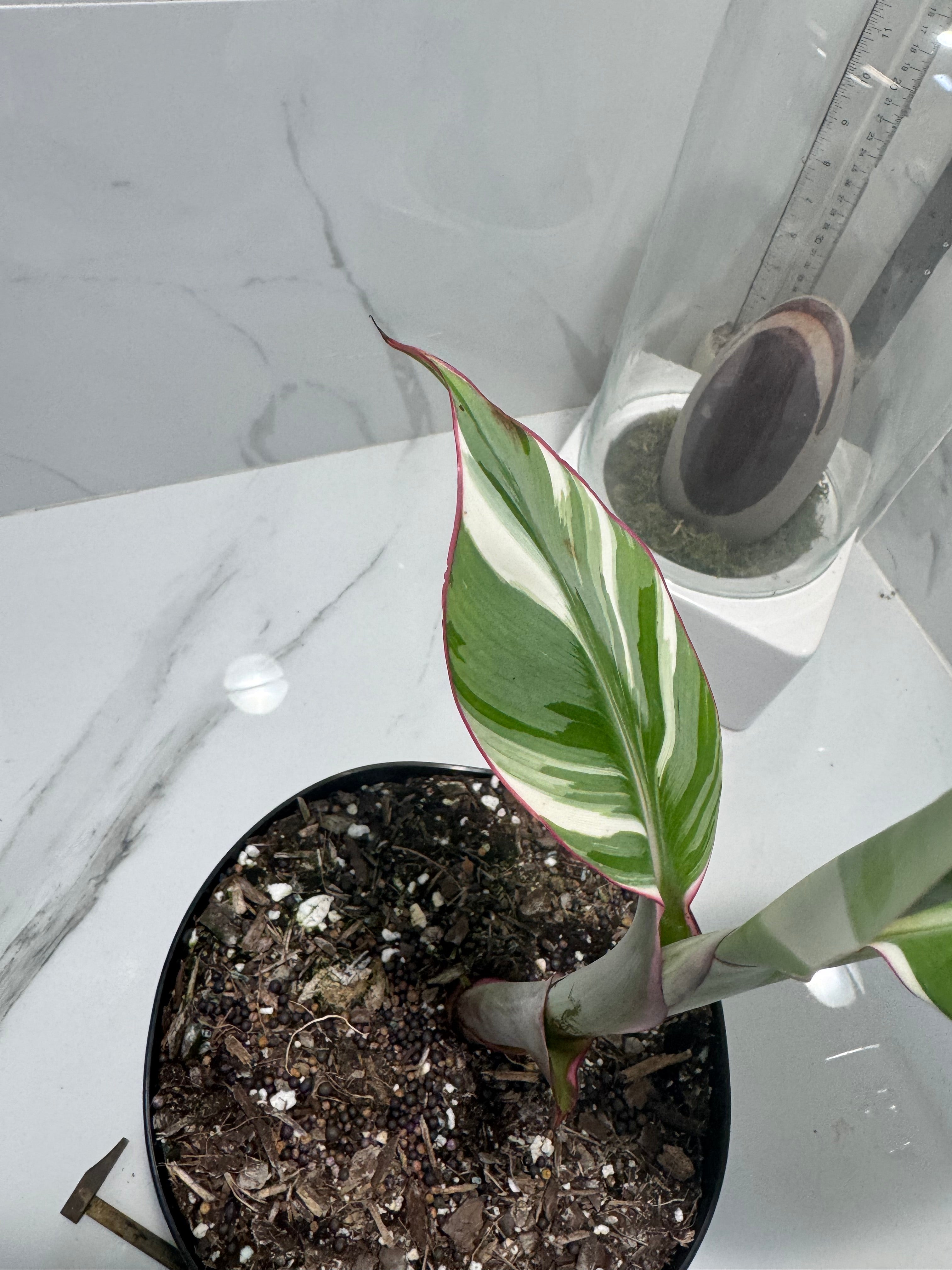 Florida Musa Variegated ‘Banana’ #14 — Rare Variegated Tropical Banana | Leaf Stork