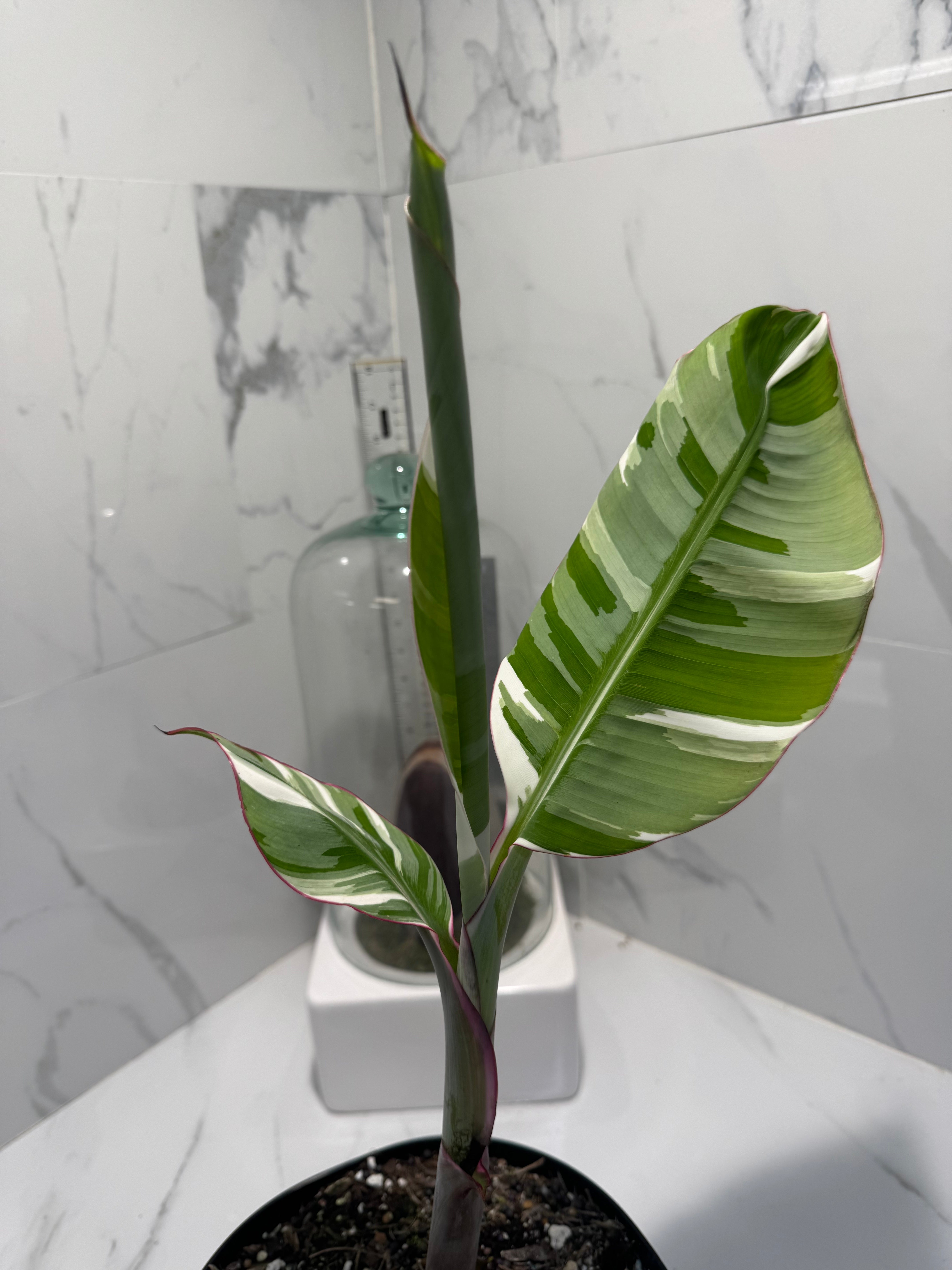 Florida Musa Variegated ‘Banana’ #14 — Rare Variegated Tropical Banana | Leaf Stork