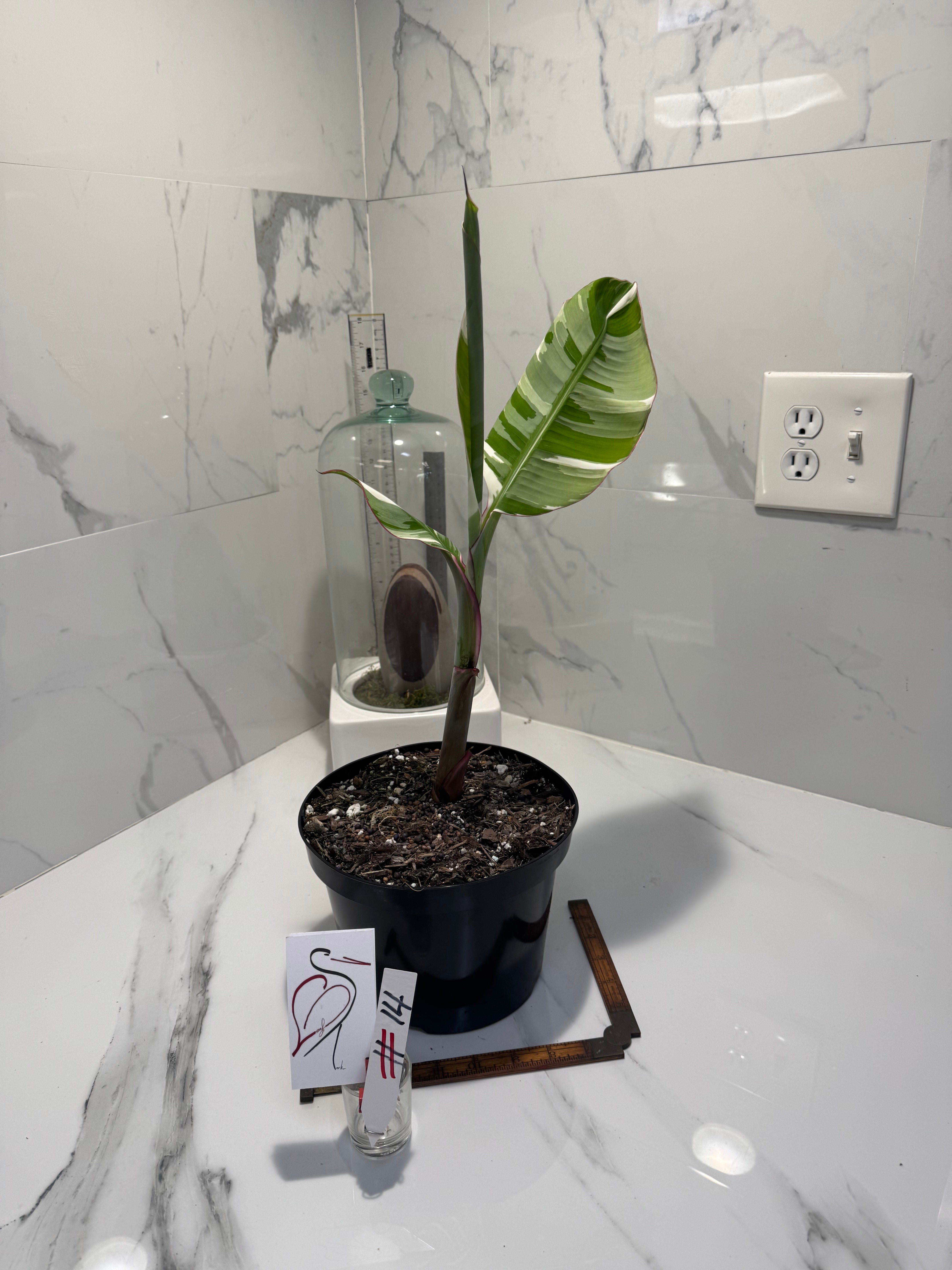 Florida Musa Variegated ‘Banana’ #14 — Rare Variegated Tropical Banana | Leaf Stork