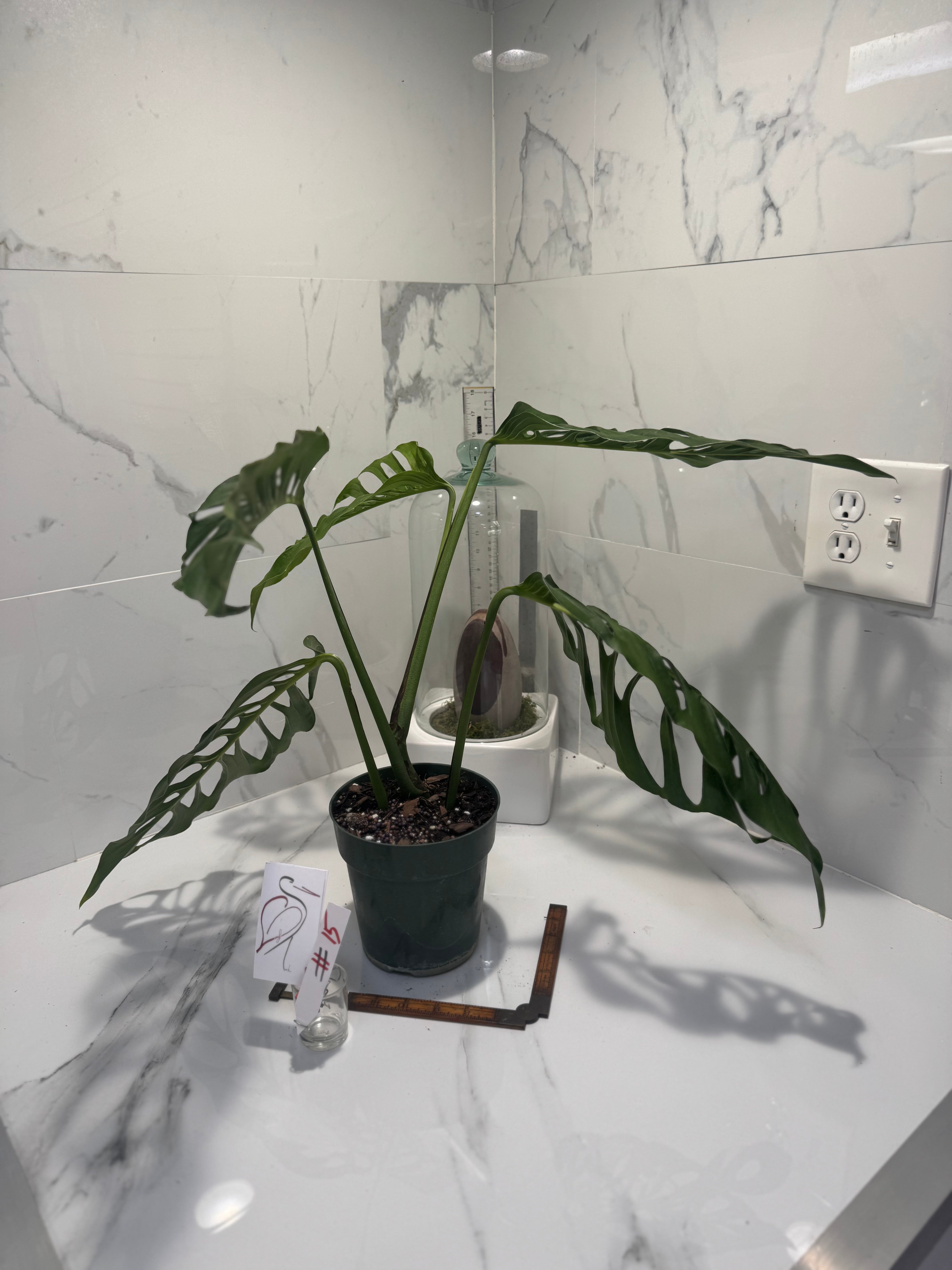 Monstera laniata ‘True Form’ #15 — Rare Collector Fenestrated Aroid | Leaf Stork
