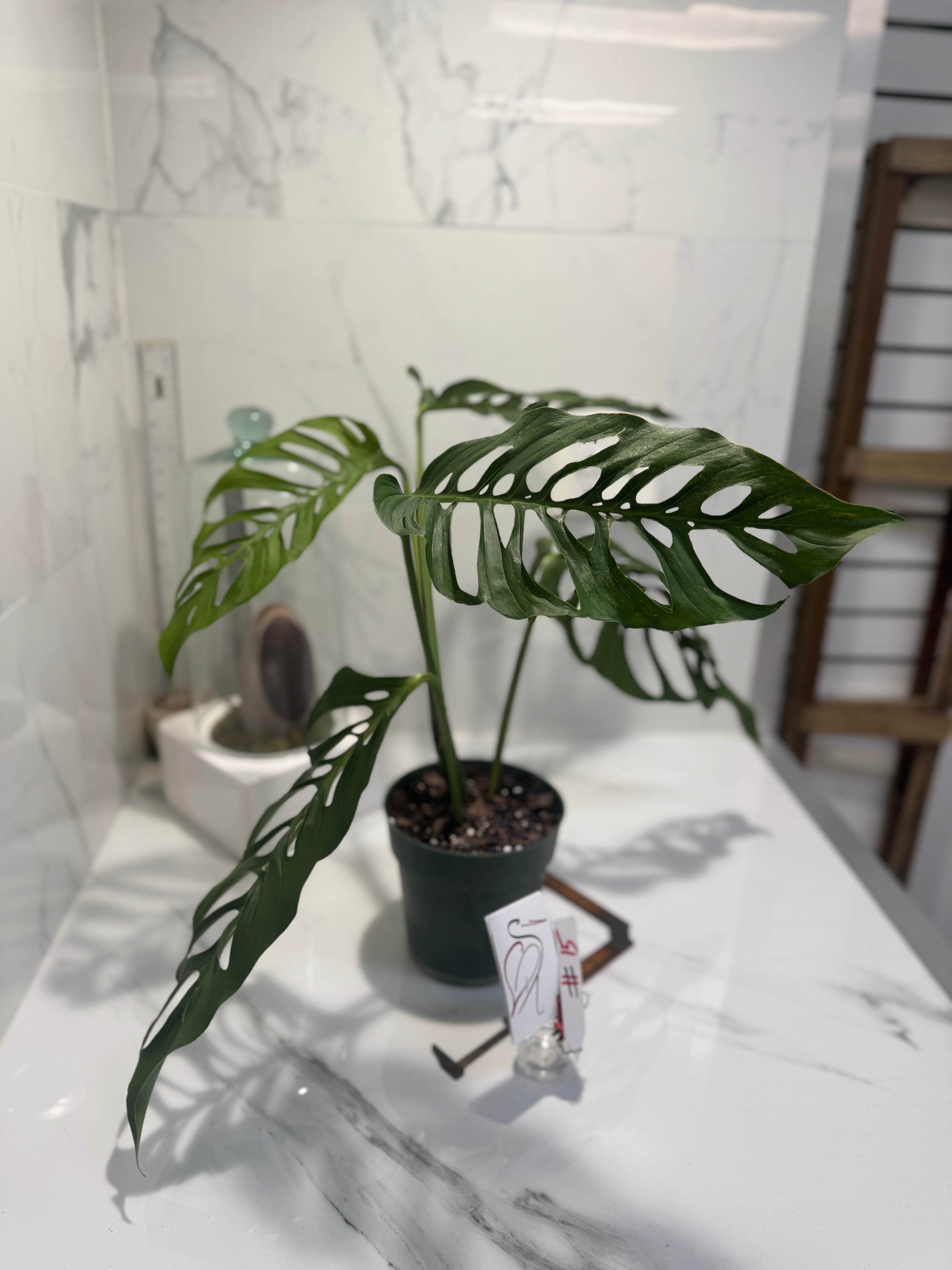 Monstera laniata ‘True Form’ #15 — Rare Collector Fenestrated Aroid | Leaf Stork