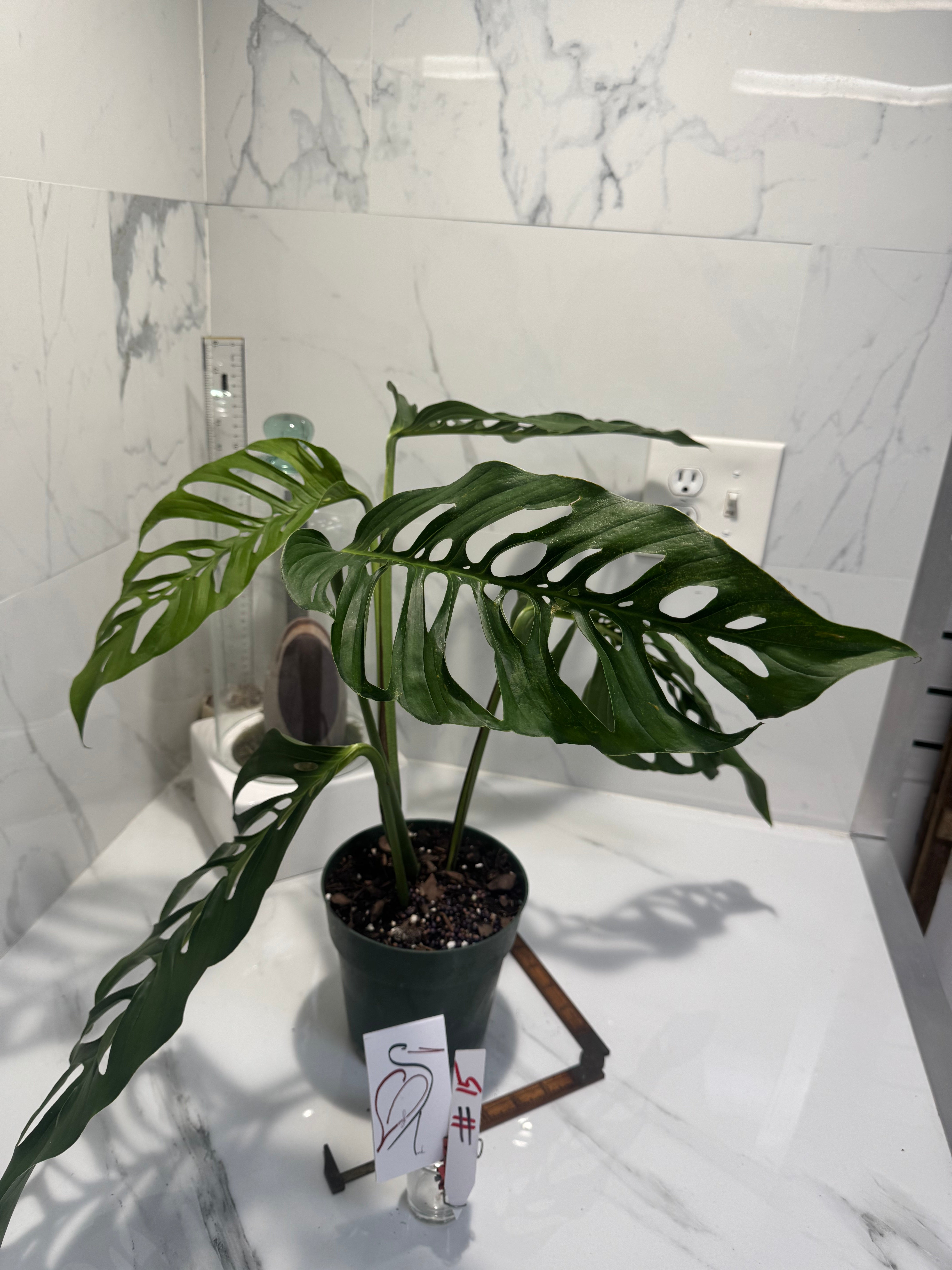 Monstera laniata ‘True Form’ #15 — Rare Collector Fenestrated Aroid | Leaf Stork