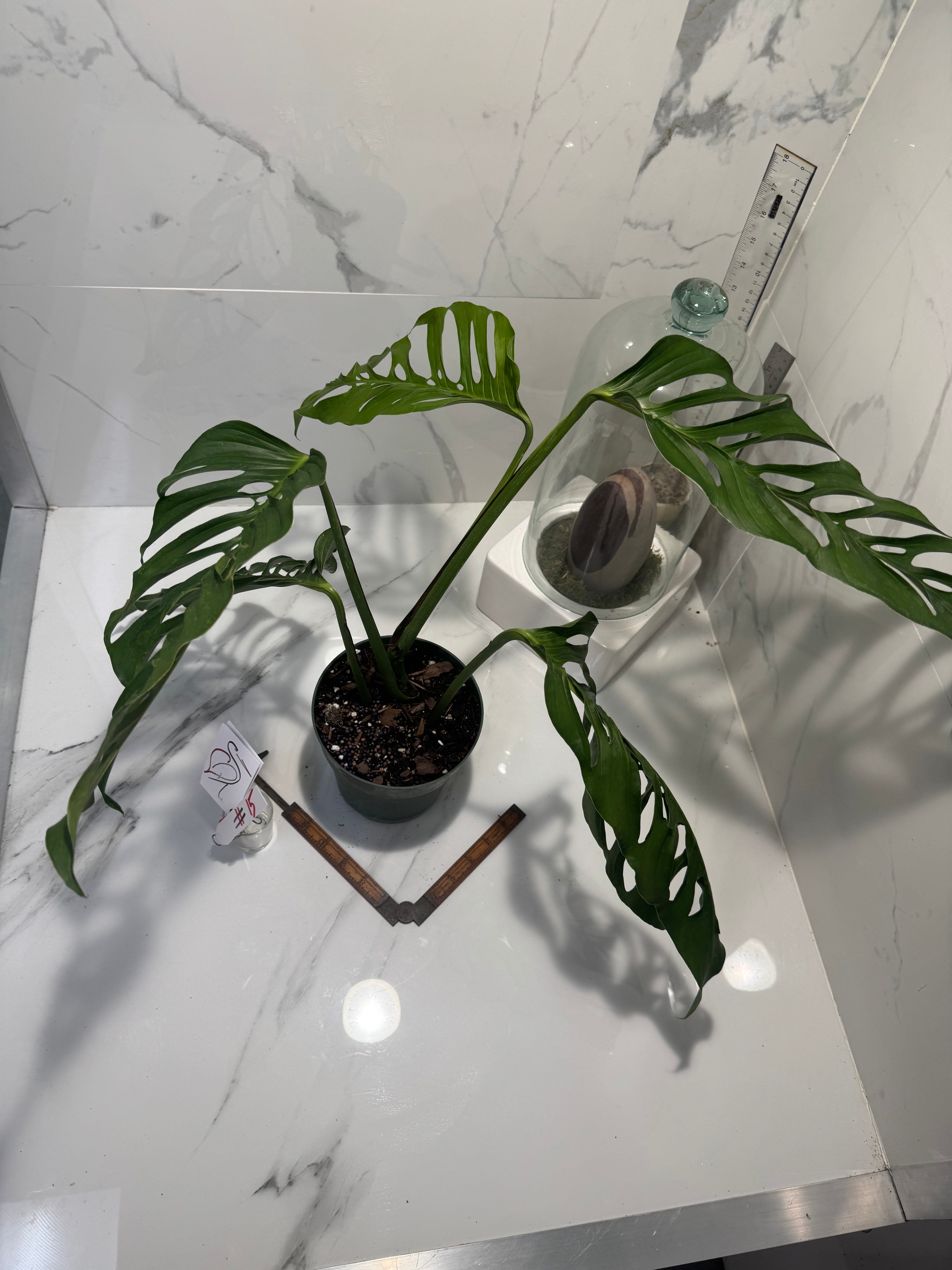 Monstera laniata ‘True Form’ #15 — Rare Collector Fenestrated Aroid | Leaf Stork