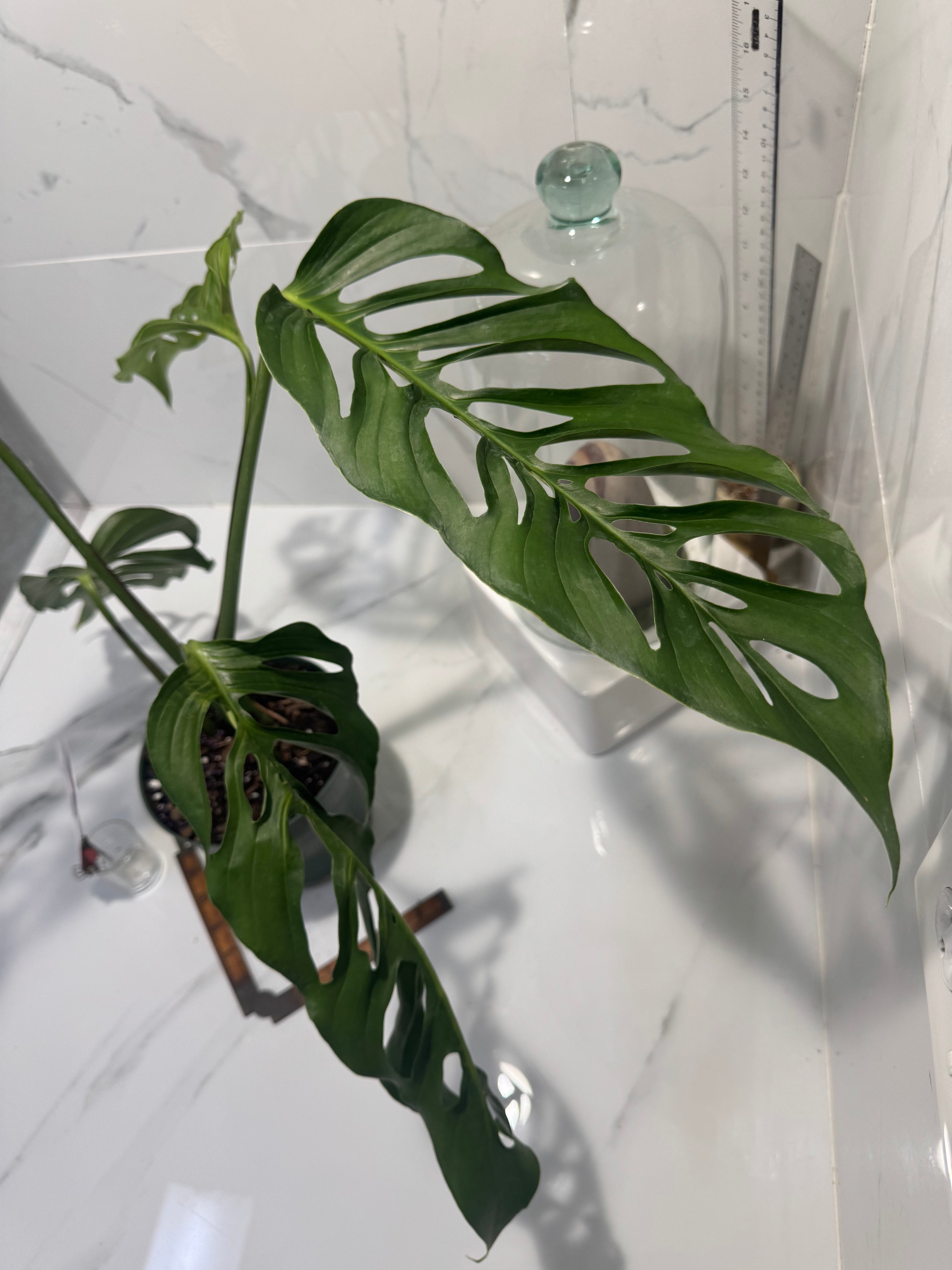 Monstera laniata ‘True Form’ #15 — Rare Collector Fenestrated Aroid | Leaf Stork