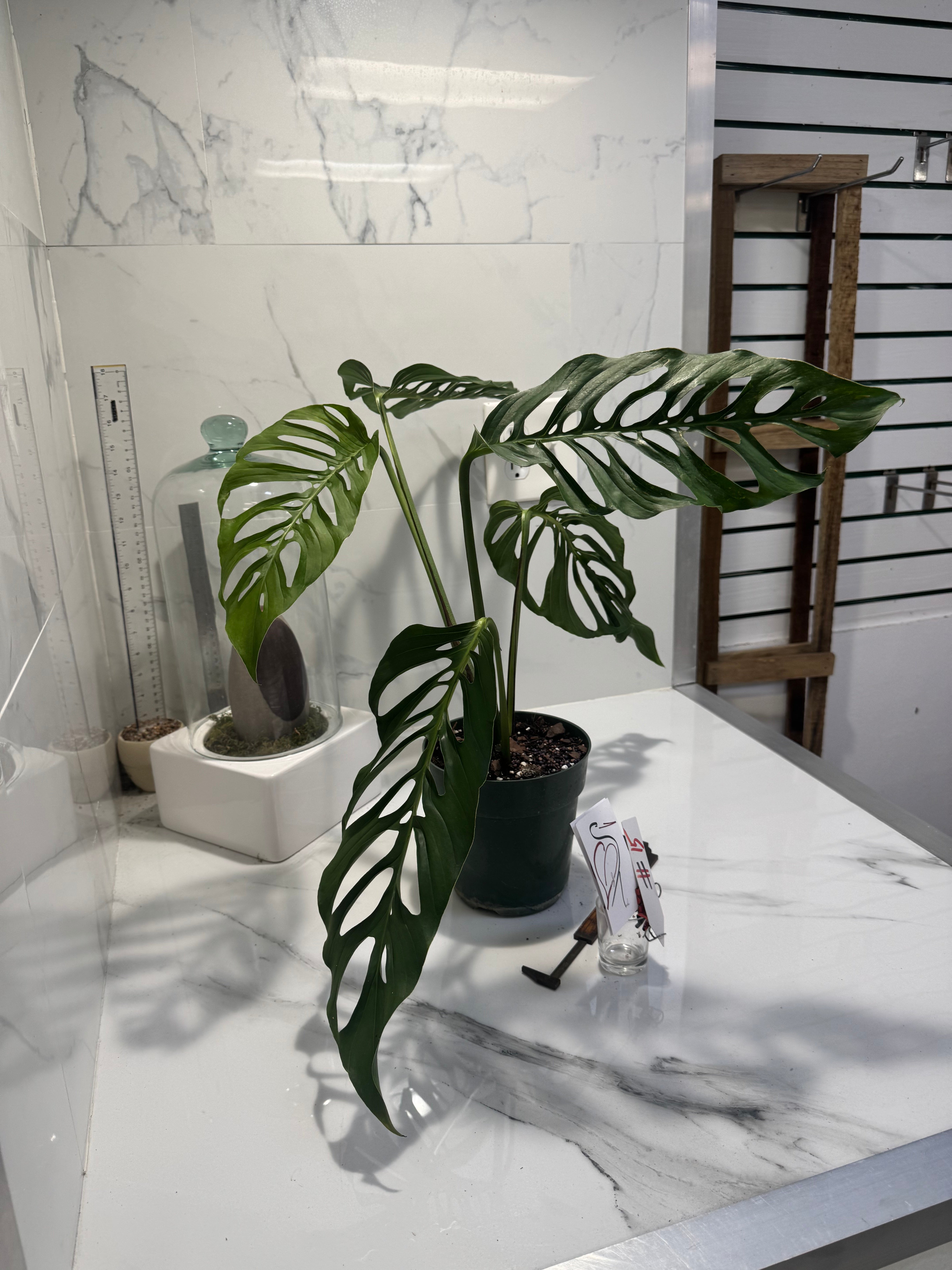 Monstera laniata ‘True Form’ #15 — Rare Collector Fenestrated Aroid | Leaf Stork