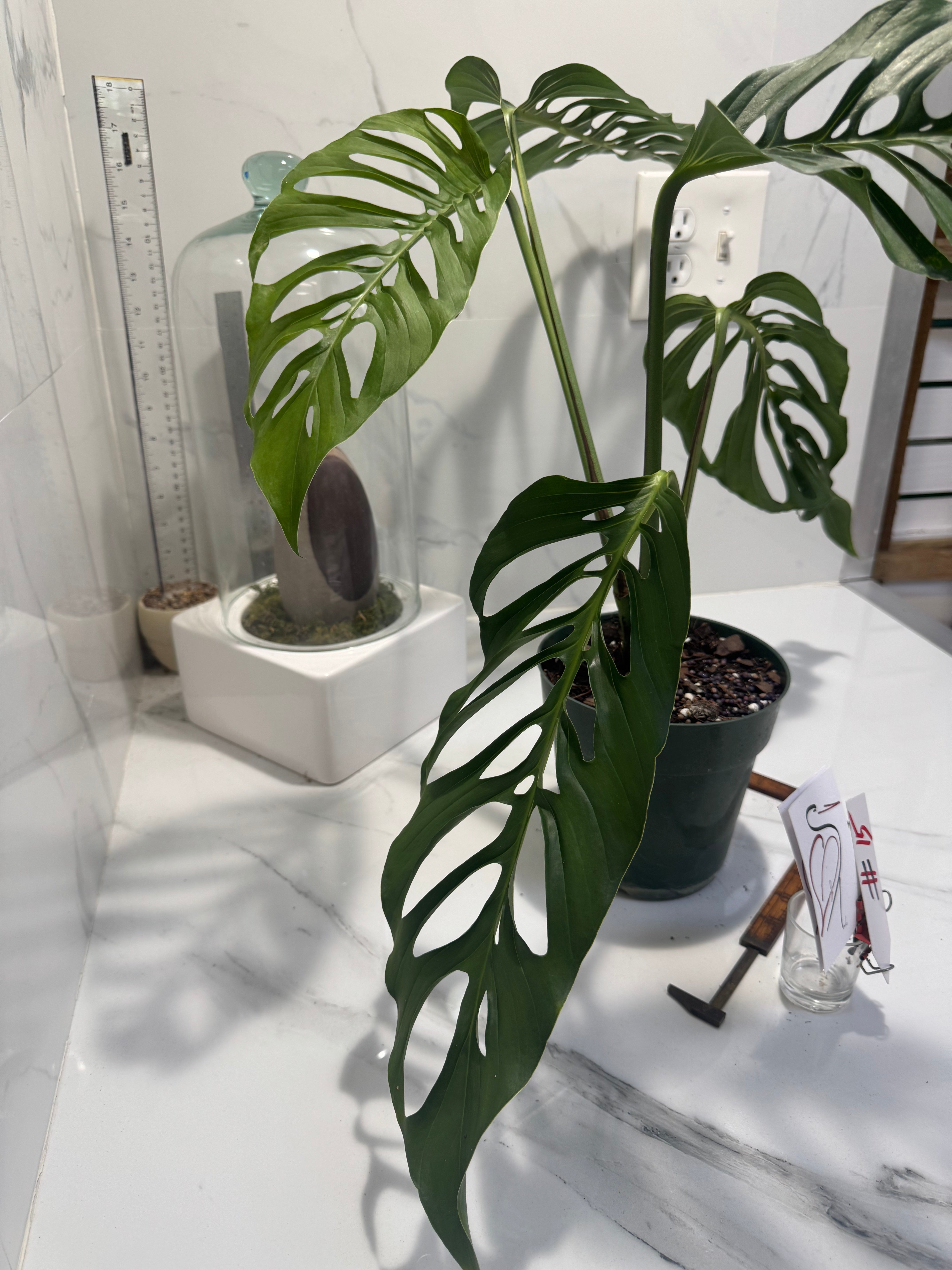 Monstera laniata ‘True Form’ #15 — Rare Collector Fenestrated Aroid | Leaf Stork
