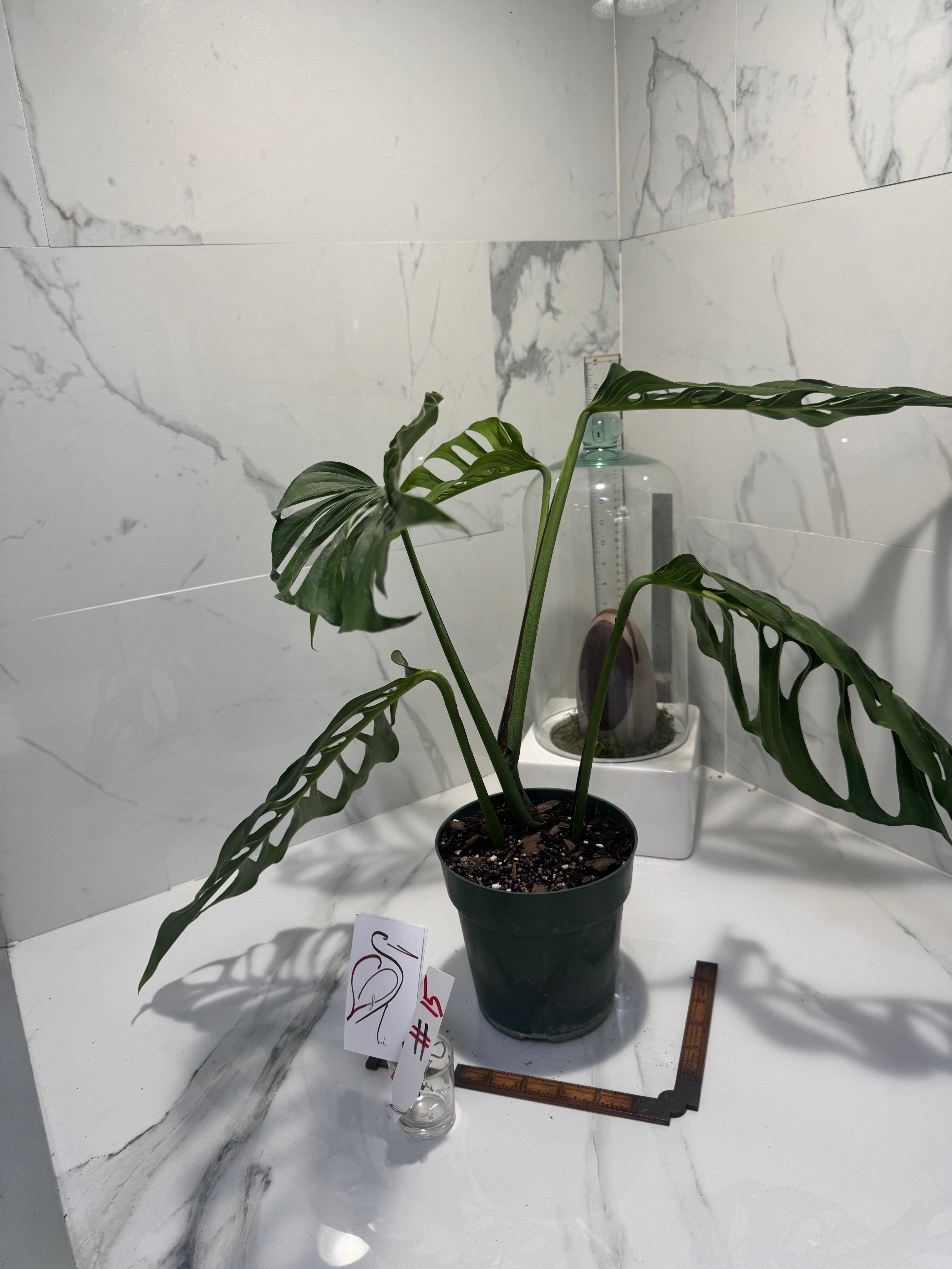 Monstera laniata ‘True Form’ #15 — Rare Collector Fenestrated Aroid | Leaf Stork