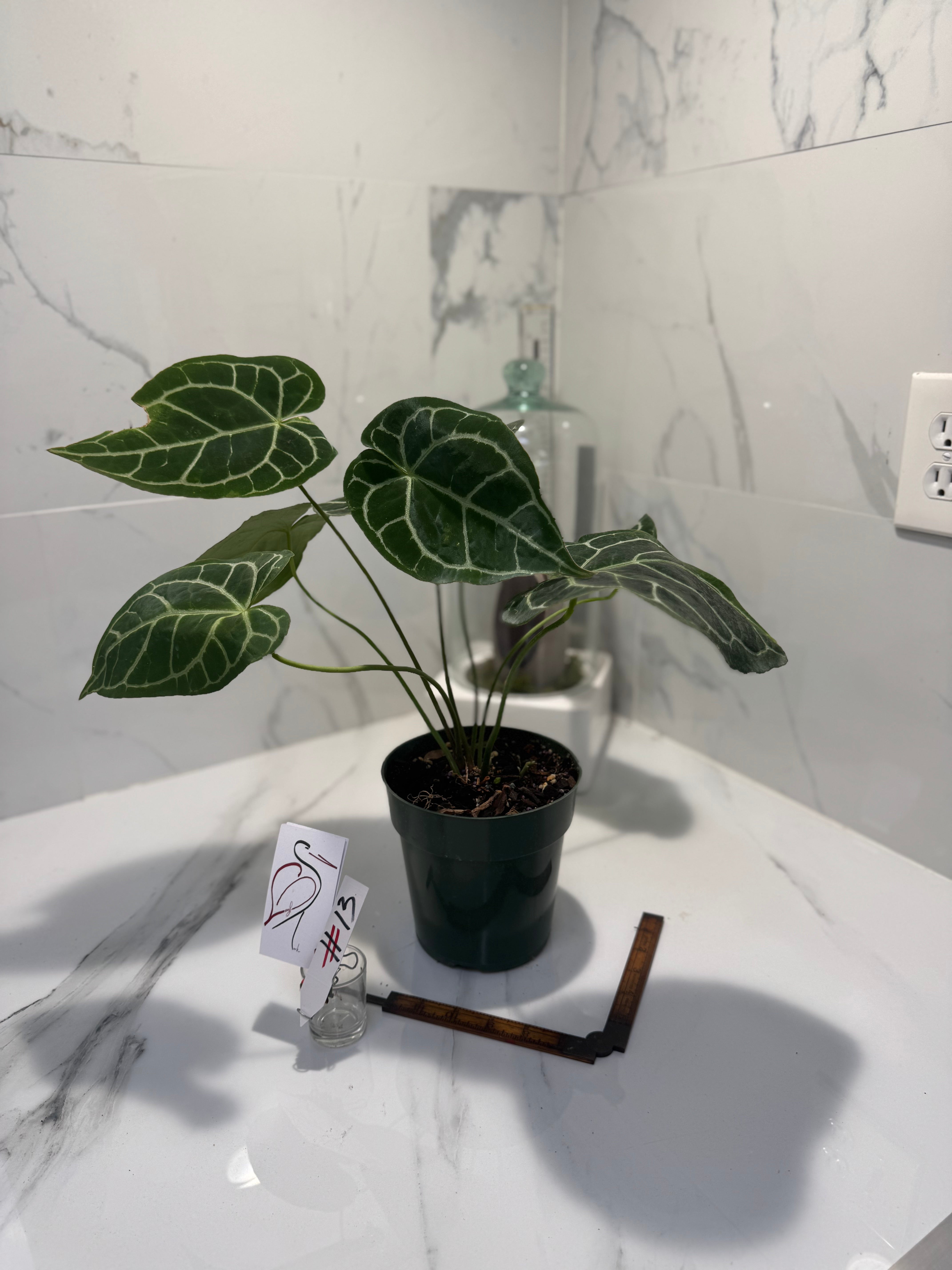 Anthurium crystallinum #13 — Rare Velvet-Leaf Collector Aroid | Leaf Stork