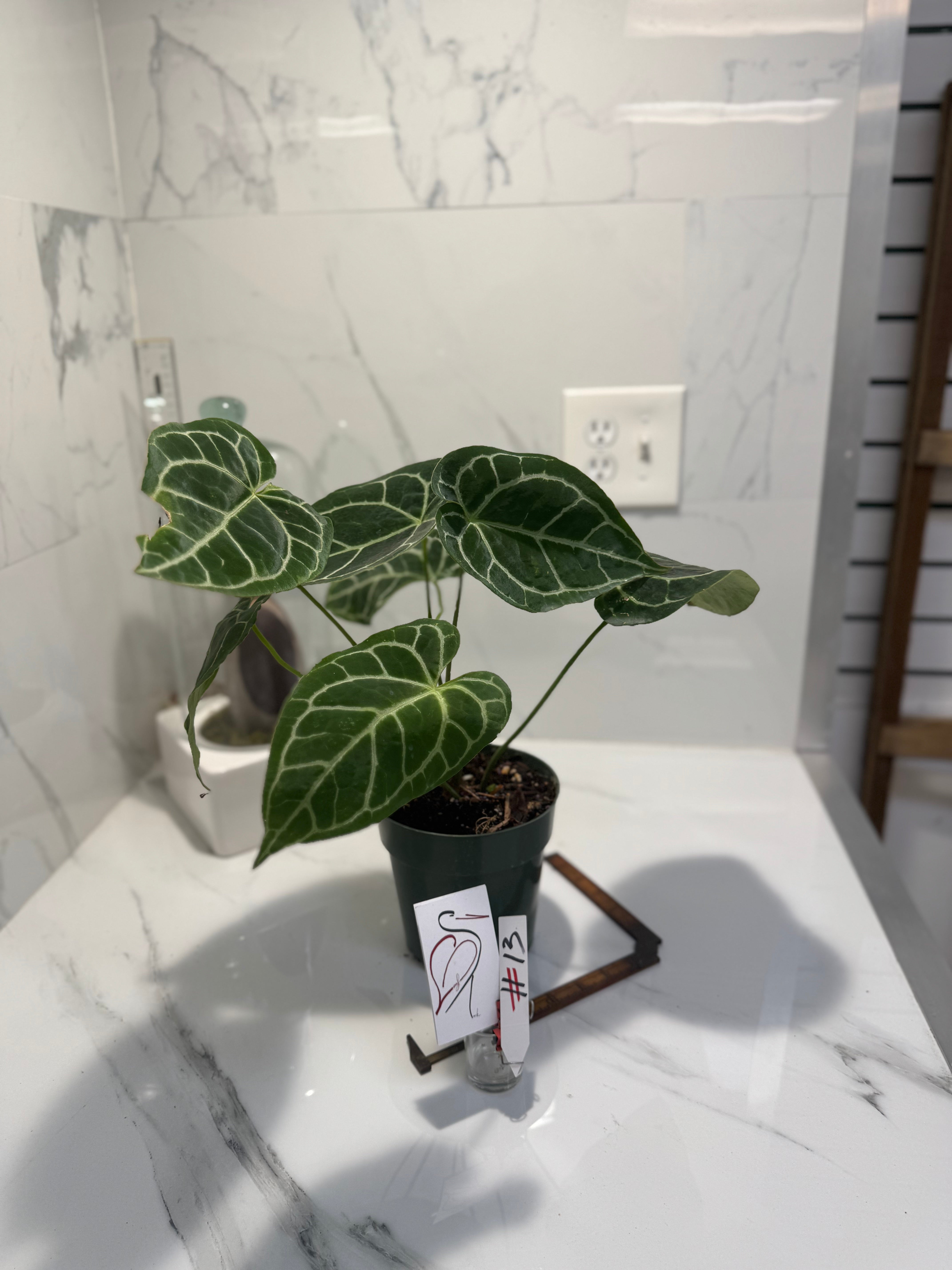 Anthurium crystallinum #13 — Rare Velvet-Leaf Collector Aroid | Leaf Stork