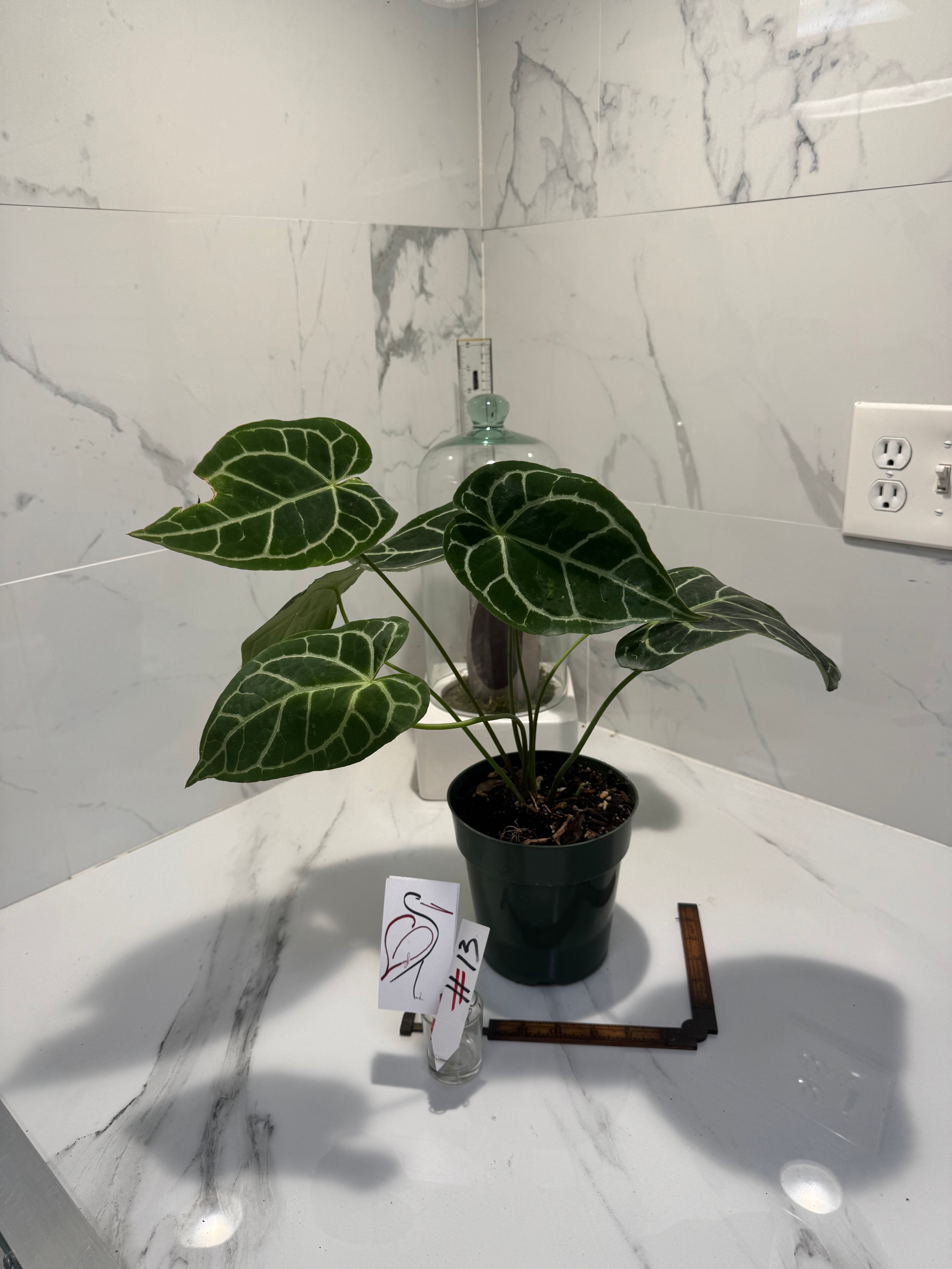 Anthurium crystallinum #13 — Rare Velvet-Leaf Collector Aroid | Leaf Stork