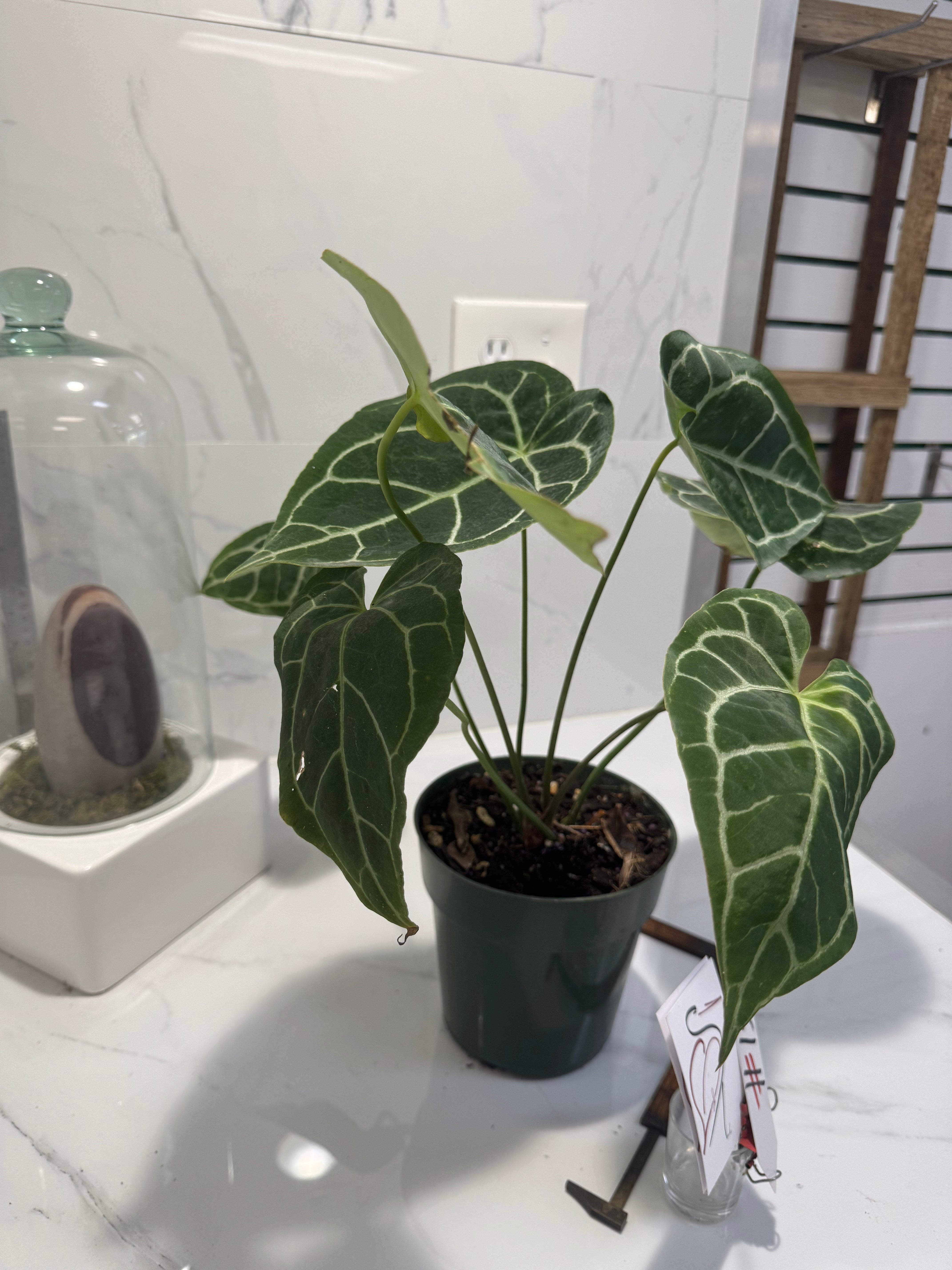 Anthurium crystallinum #13 — Rare Velvet-Leaf Collector Aroid | Leaf Stork