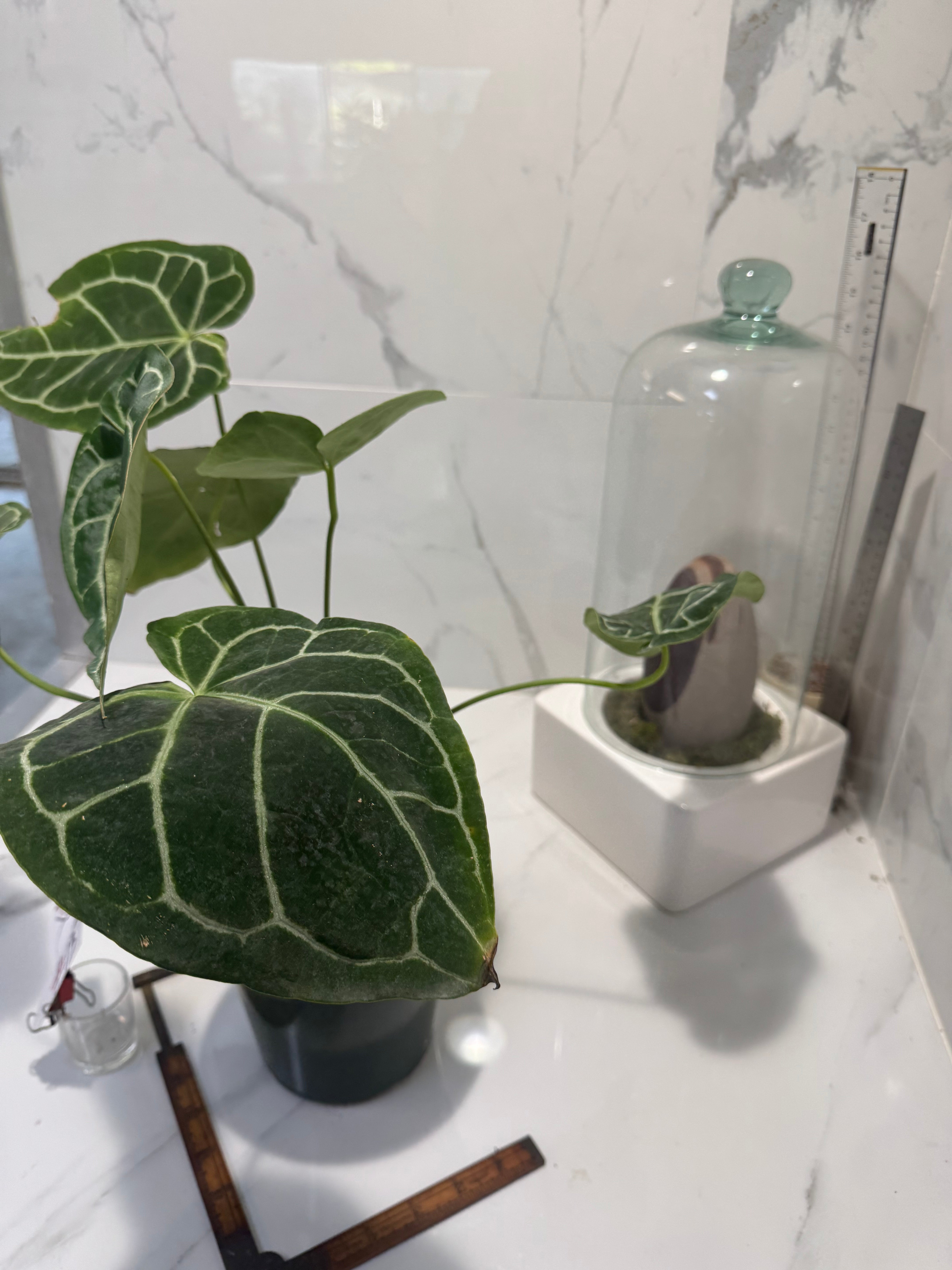 Anthurium crystallinum #13 — Rare Velvet-Leaf Collector Aroid | Leaf Stork