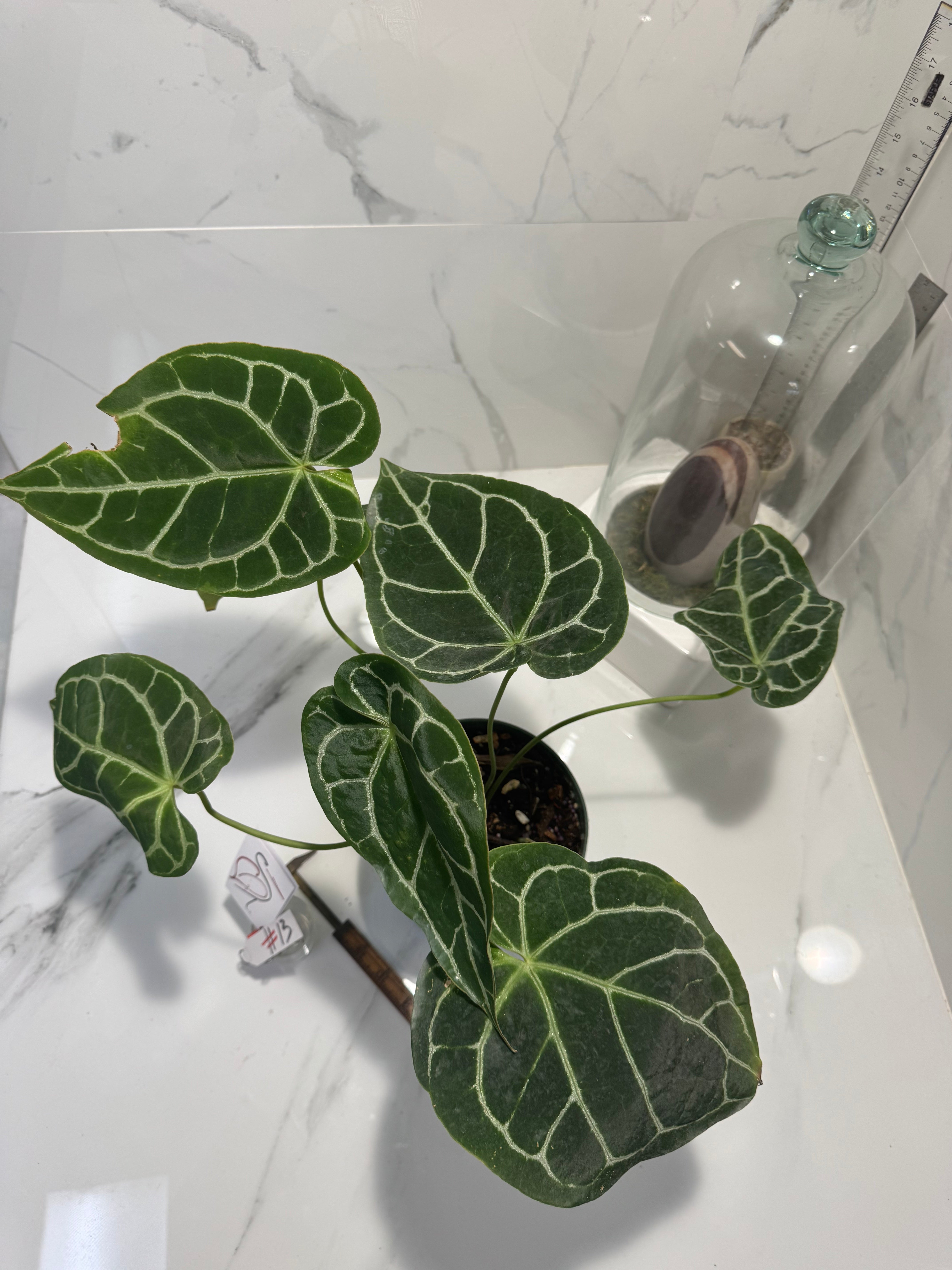 Anthurium crystallinum #13 — Rare Velvet-Leaf Collector Aroid | Leaf Stork