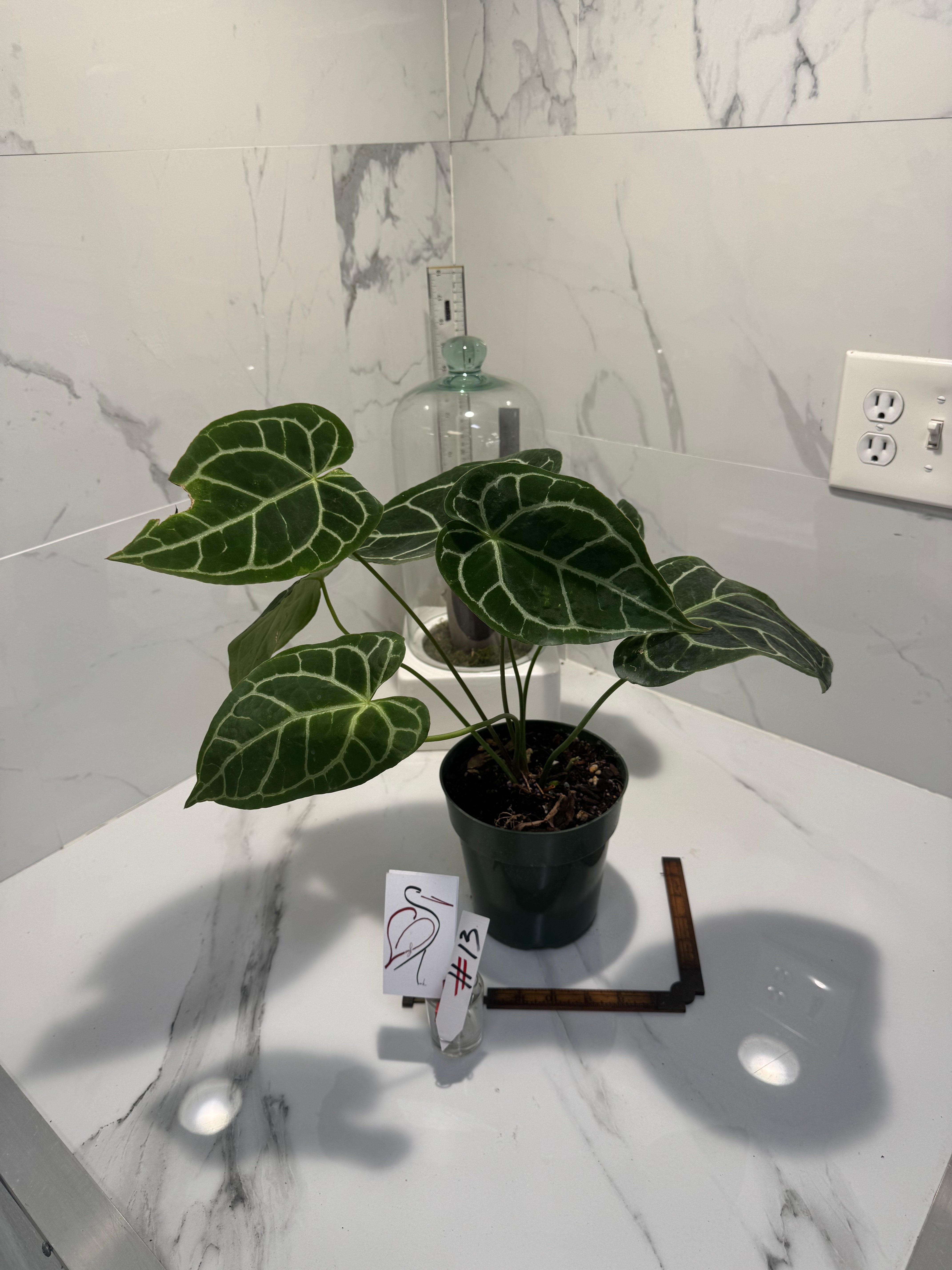 Anthurium crystallinum #13 — Rare Velvet-Leaf Collector Aroid | Leaf Stork