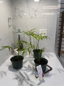 philodendron subpinnata Monstera subpinnata — Rare Feather-Leaf Tropical Climber