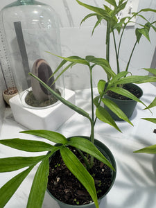 philodendron subpinnata Monstera subpinnata — Rare Feather-Leaf Tropical Climber