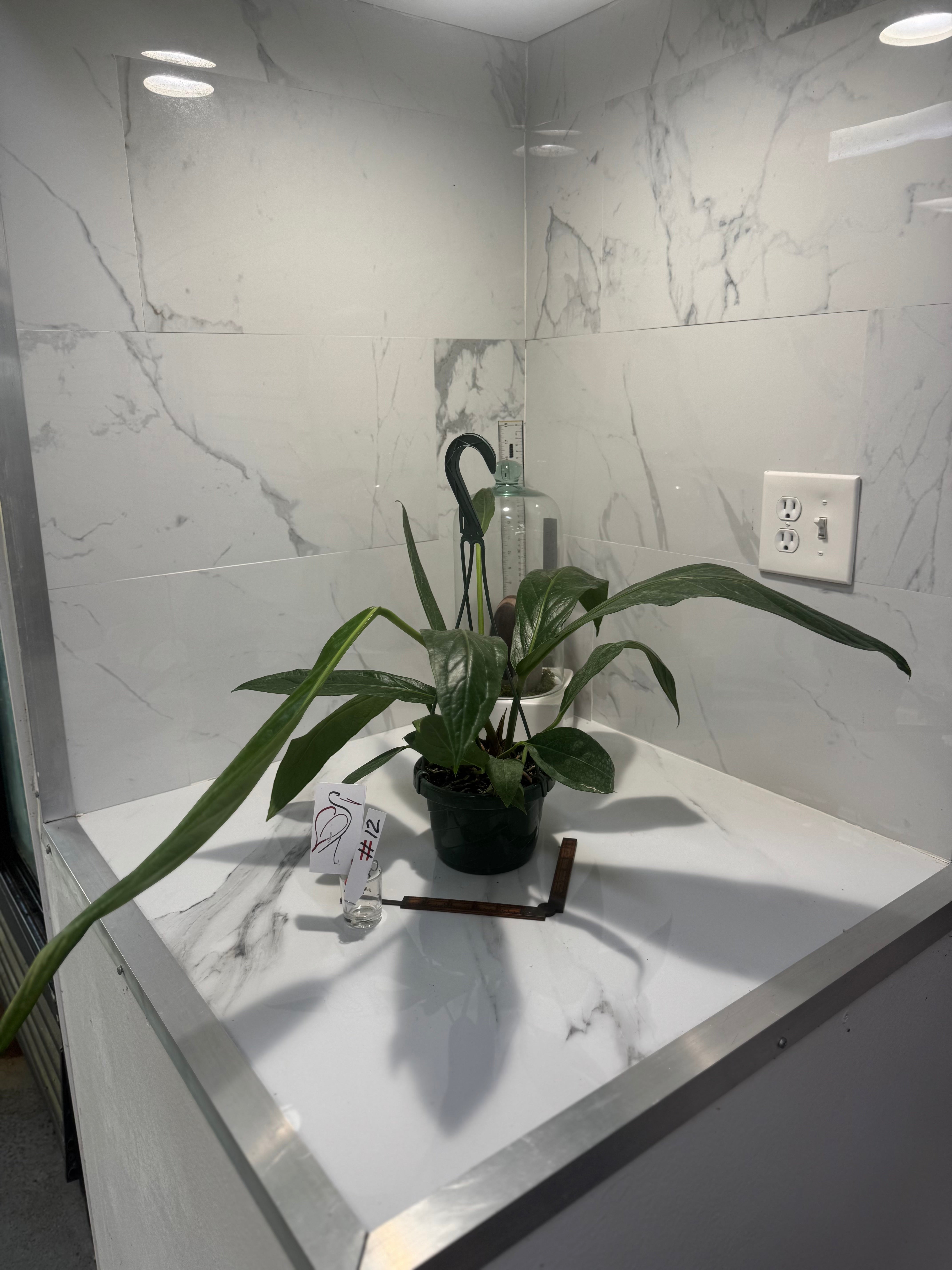 Anthurium “Big Bill” #12 — Giant Strap-Leaf Collector Aroid | Leaf Stork