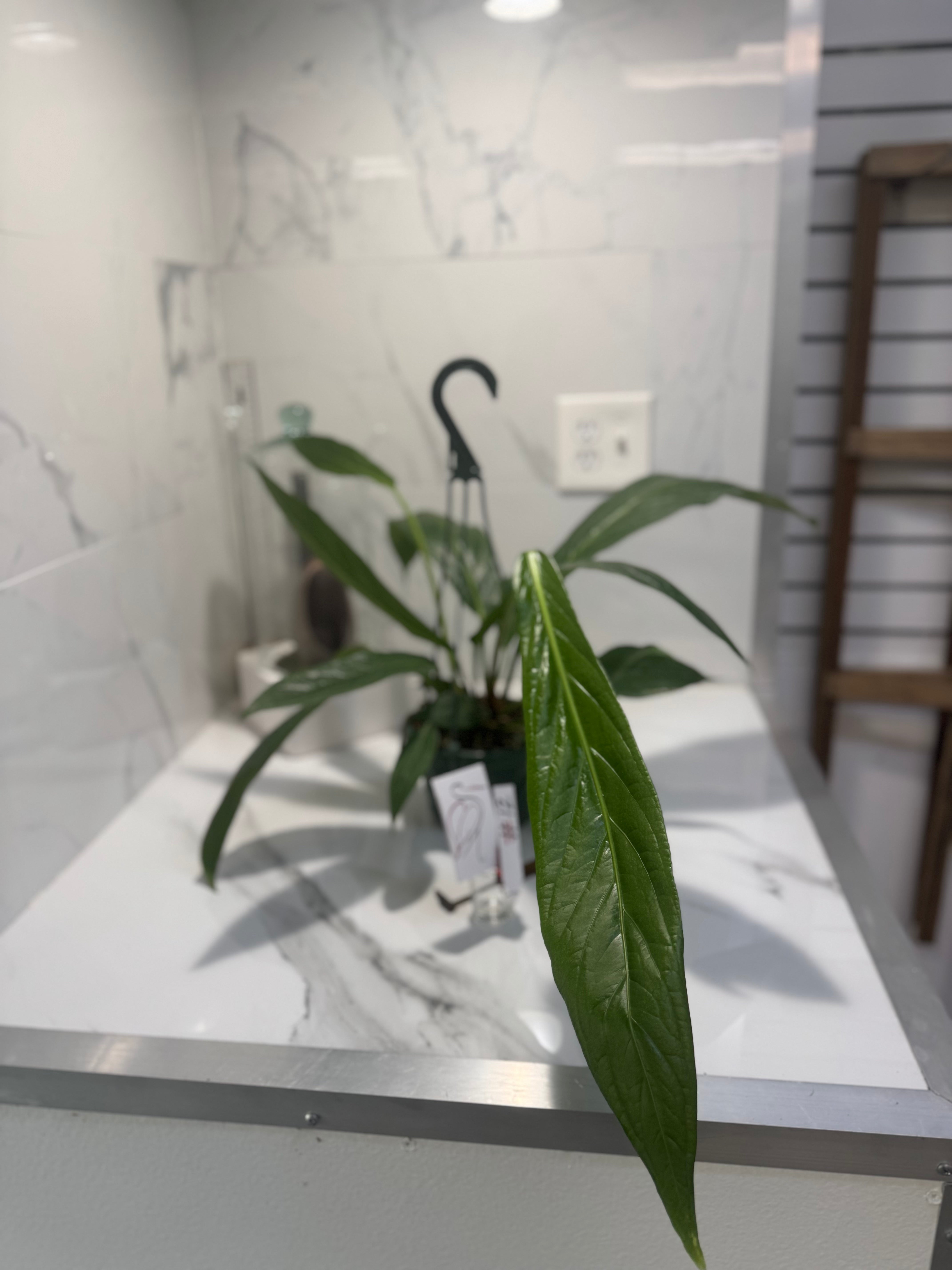 Anthurium “Big Bill” #12 — Giant Strap-Leaf Collector Aroid | Leaf Stork