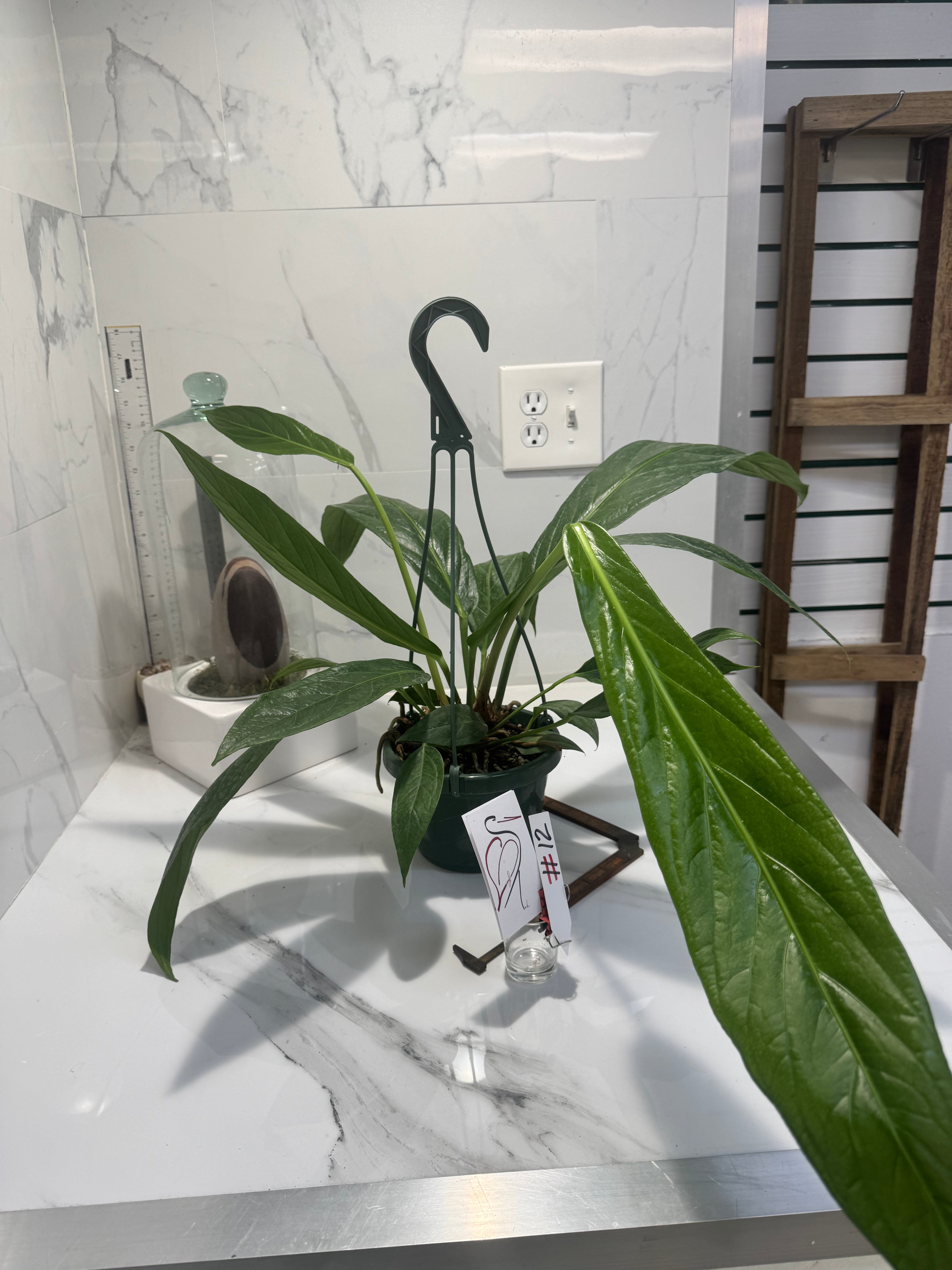 Anthurium “Big Bill” #12 — Giant Strap-Leaf Collector Aroid | Leaf Stork