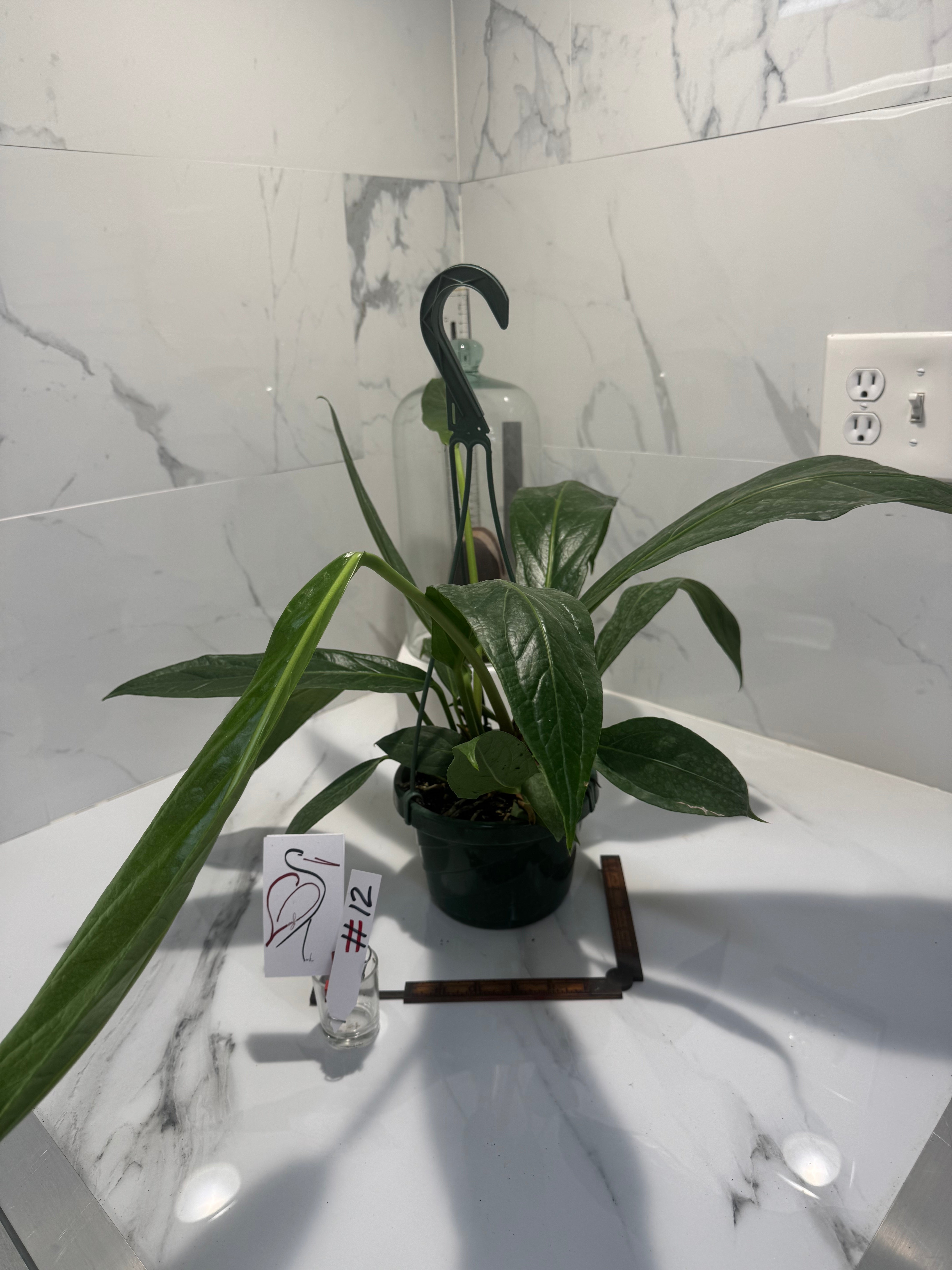 Anthurium “Big Bill” #12 — Giant Strap-Leaf Collector Aroid | Leaf Stork