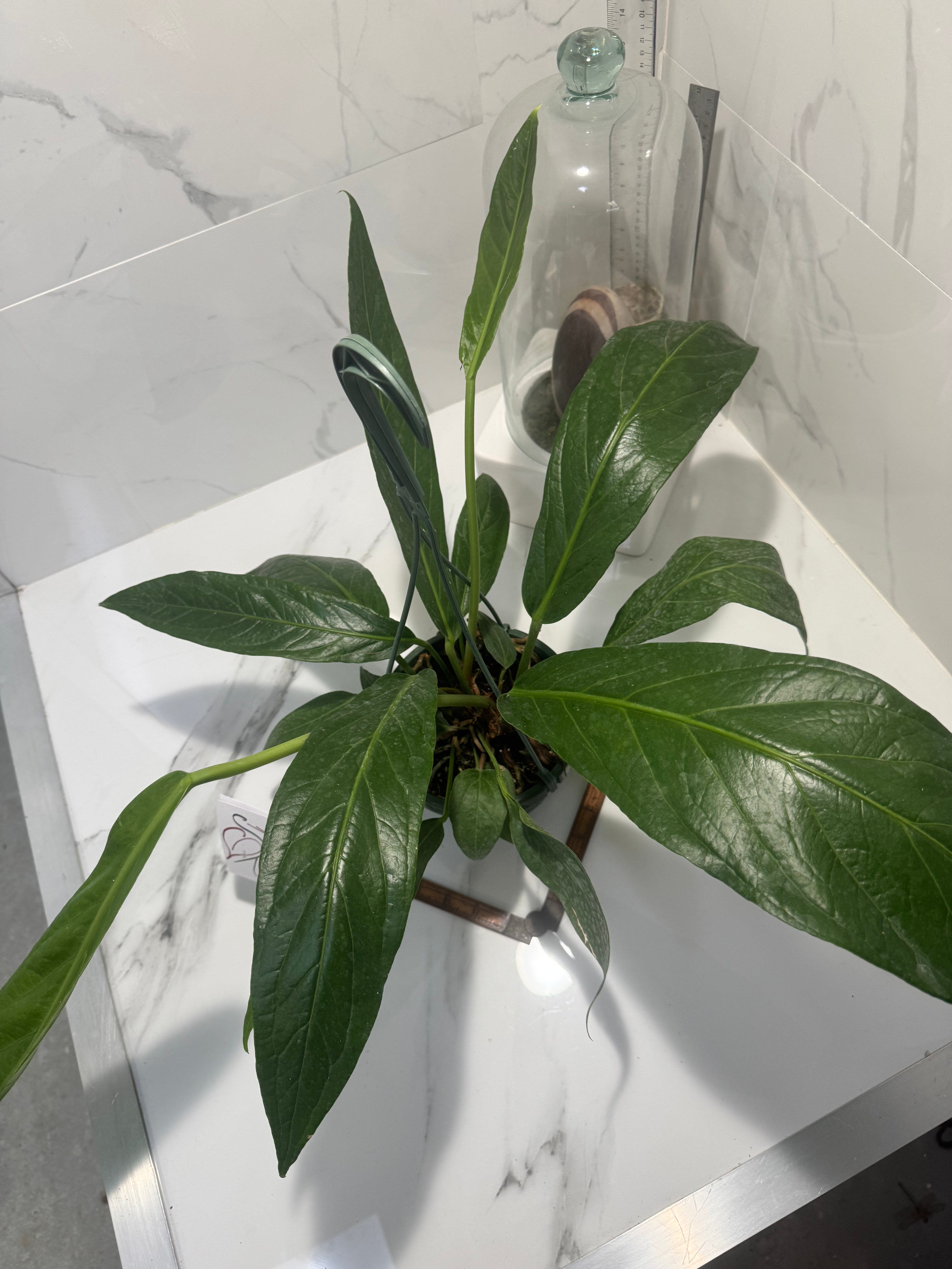 Anthurium “Big Bill” #12 — Giant Strap-Leaf Collector Aroid | Leaf Stork