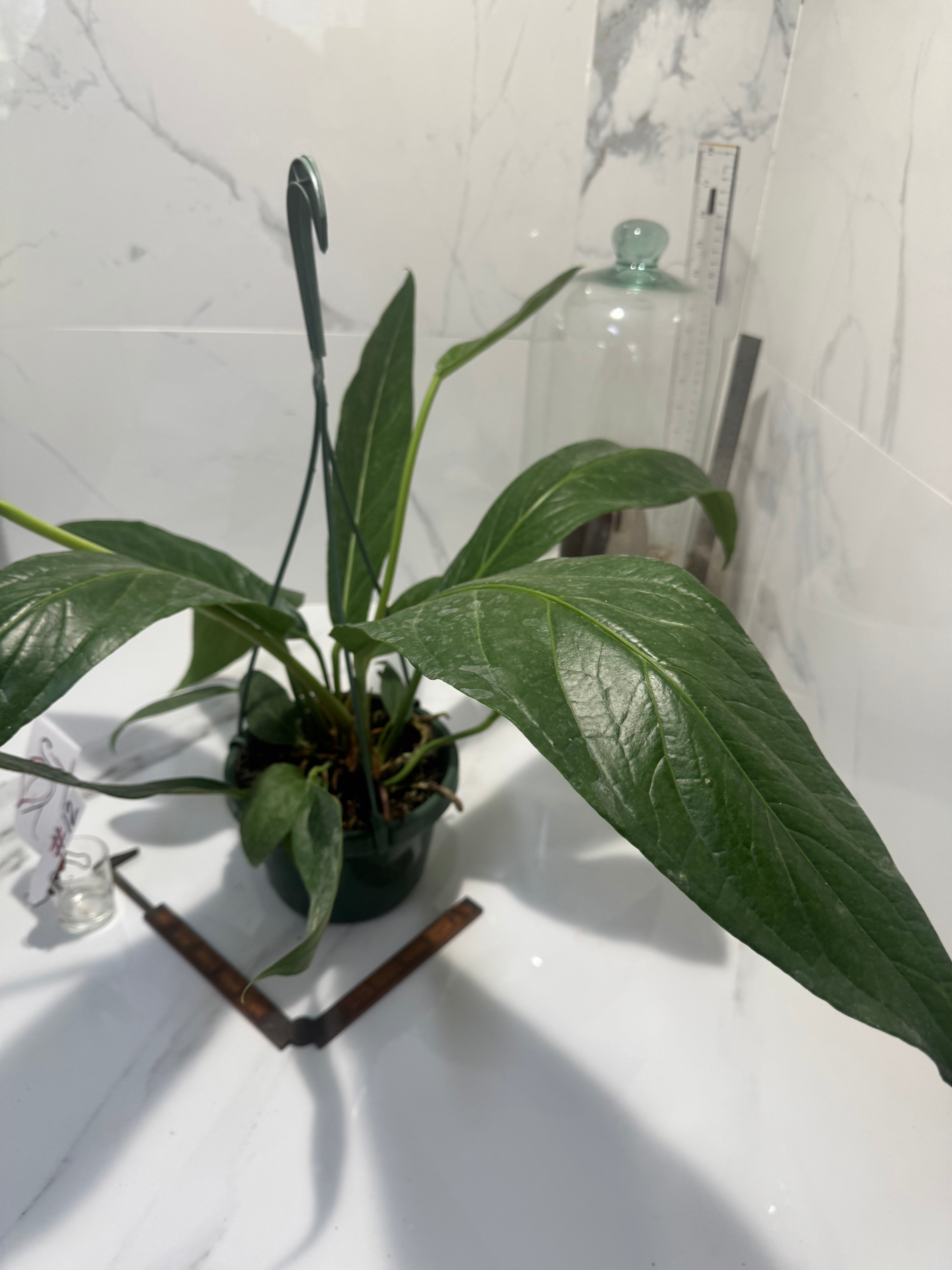 Anthurium “Big Bill” #12 — Giant Strap-Leaf Collector Aroid | Leaf Stork