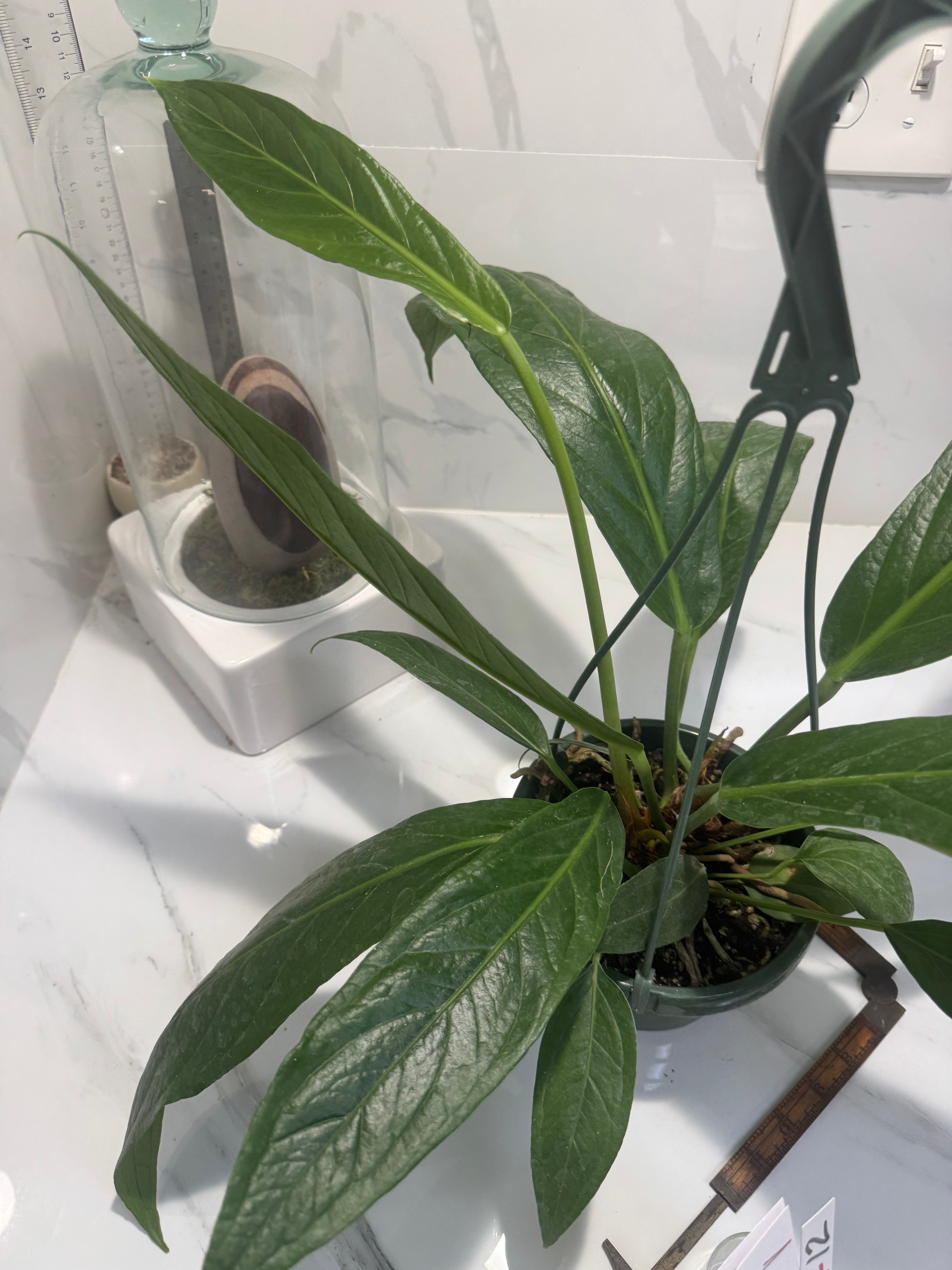 Anthurium “Big Bill” #12 — Giant Strap-Leaf Collector Aroid | Leaf Stork