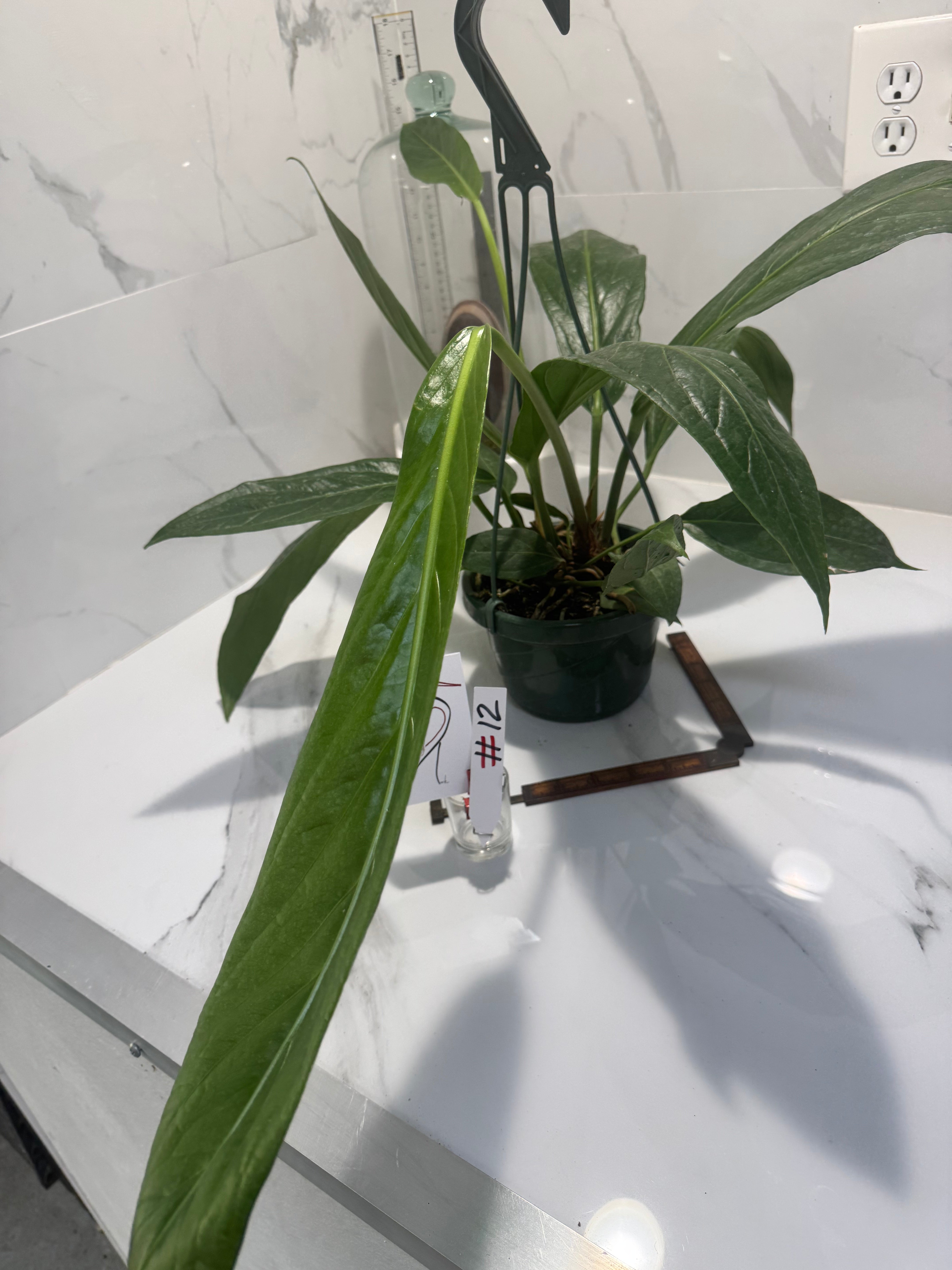 Anthurium “Big Bill” #12 — Giant Strap-Leaf Collector Aroid | Leaf Stork